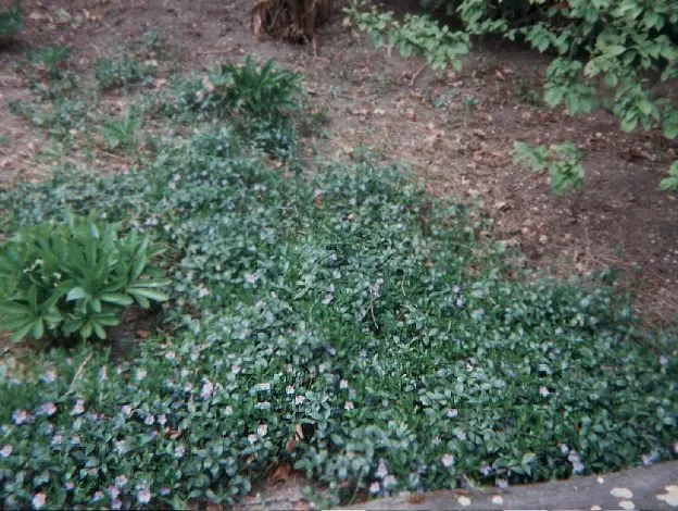 Bearberry Cotoneaster (Cotoneaster Dammeri) — offering year-round visual interest