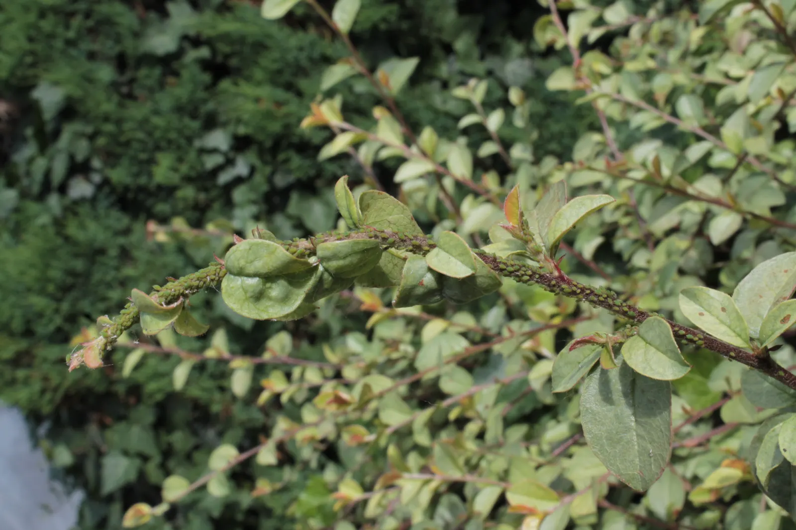 Bearberry Cotoneaster (Cotoneaster Dammeri) — The Bearberry Cotoneaster, Cotoneaster dammeri, is a low-growing, evergreen ground cover; this hardy plant