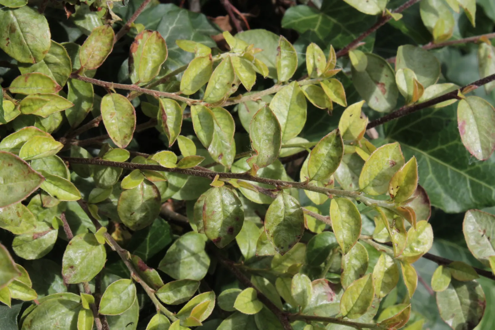 Bearberry Cotoneaster (Cotoneaster Dammeri) — This hardy plant tolerates various soils; ground cover / shrub with white blooms