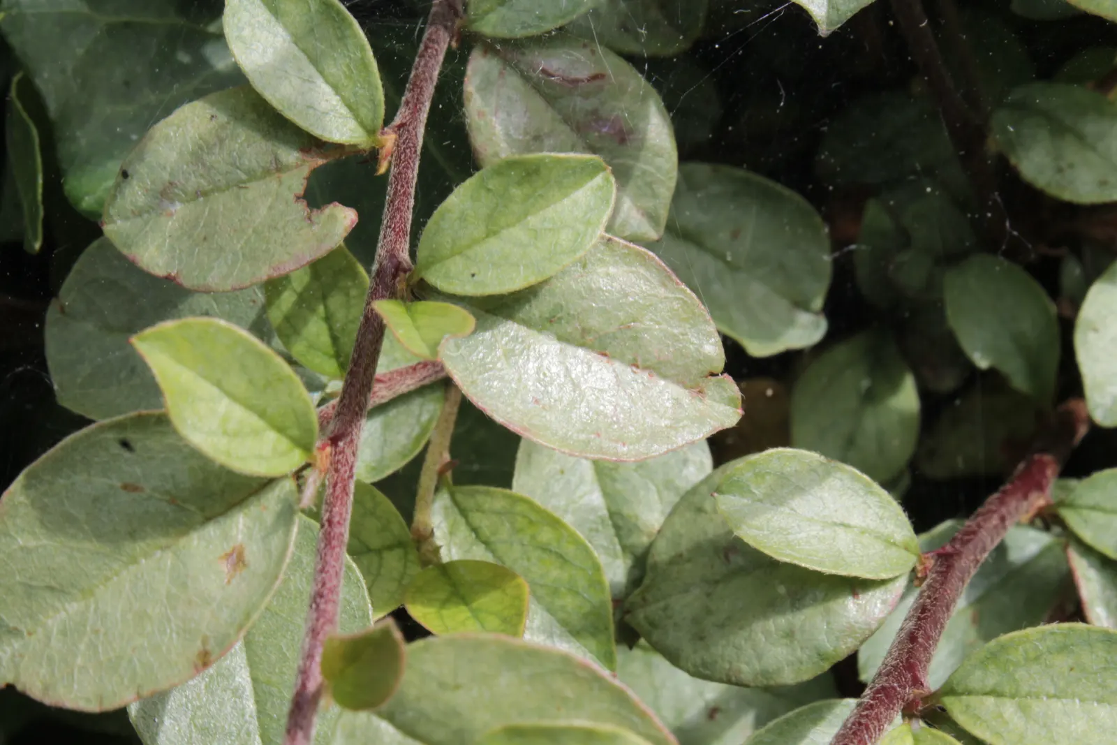 Bearberry Cotoneaster (Cotoneaster Dammeri) — low-growing evergreen shrub that offers a lush