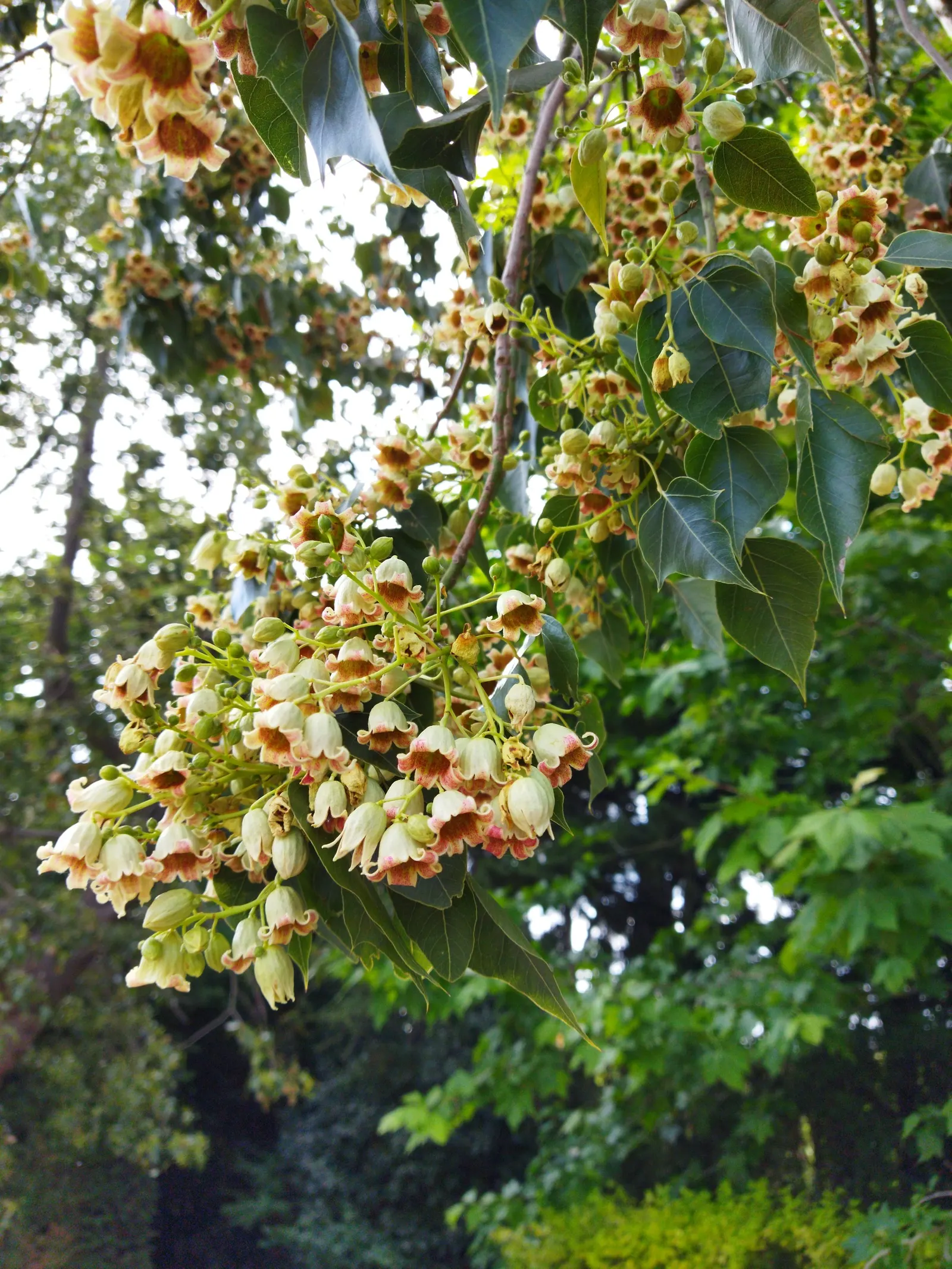 Bottle Tree (Brachychiton Populneus) — tree with red blooms; decorative touch.<br><br>It thrives in USDA hardiness zones 9 to 11, image 111