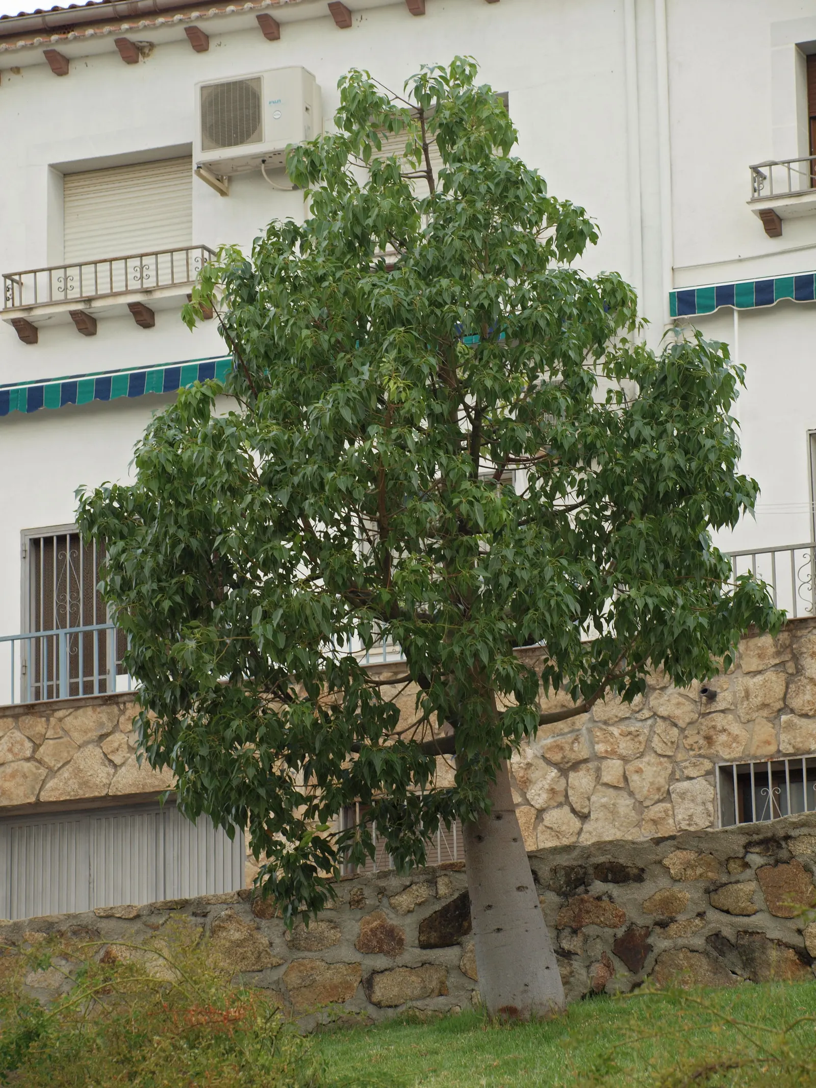 Bottle Tree (Brachychiton Populneus) — Its spread is approximately 20-30 feet; decorative touch.<br><br>It thrives in USDA hardiness zones 9 to 11, image 87