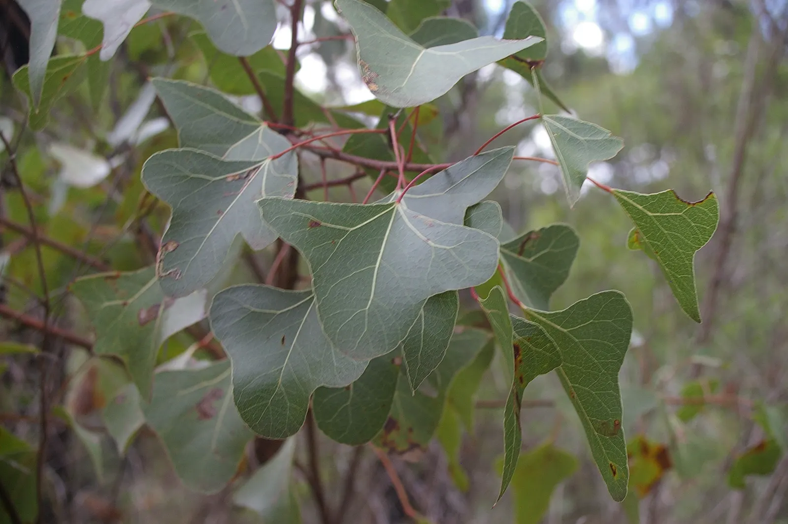 Bottle Tree (Brachychiton Populneus) — is an evergreen with a distinctive swollen trunk; this Australian native features glossy green, image 113