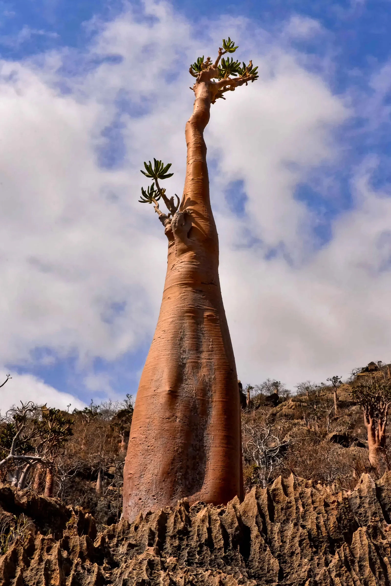 Bottle Tree (Brachychiton Populneus) — is an evergreen with a distinctive swollen trunk; this Australian native features glossy green