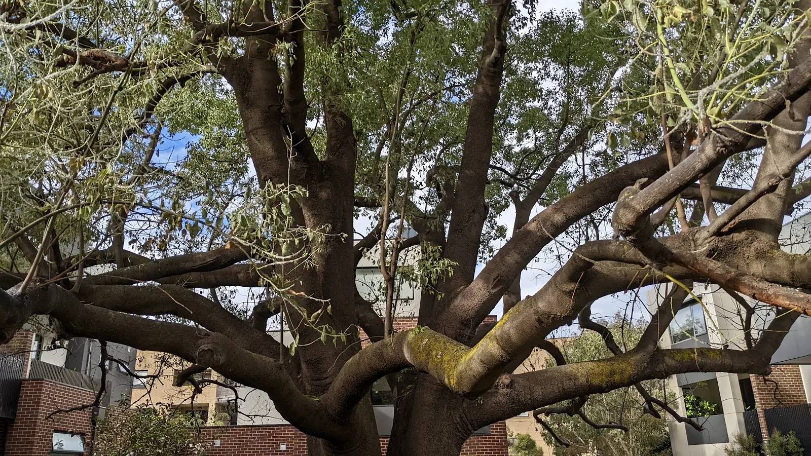Bottle Tree (Brachychiton Populneus) — Its spread is approximately 20-30 feet; decorative touch.<br><br>It thrives in USDA hardiness zones 9 to 11, image 115