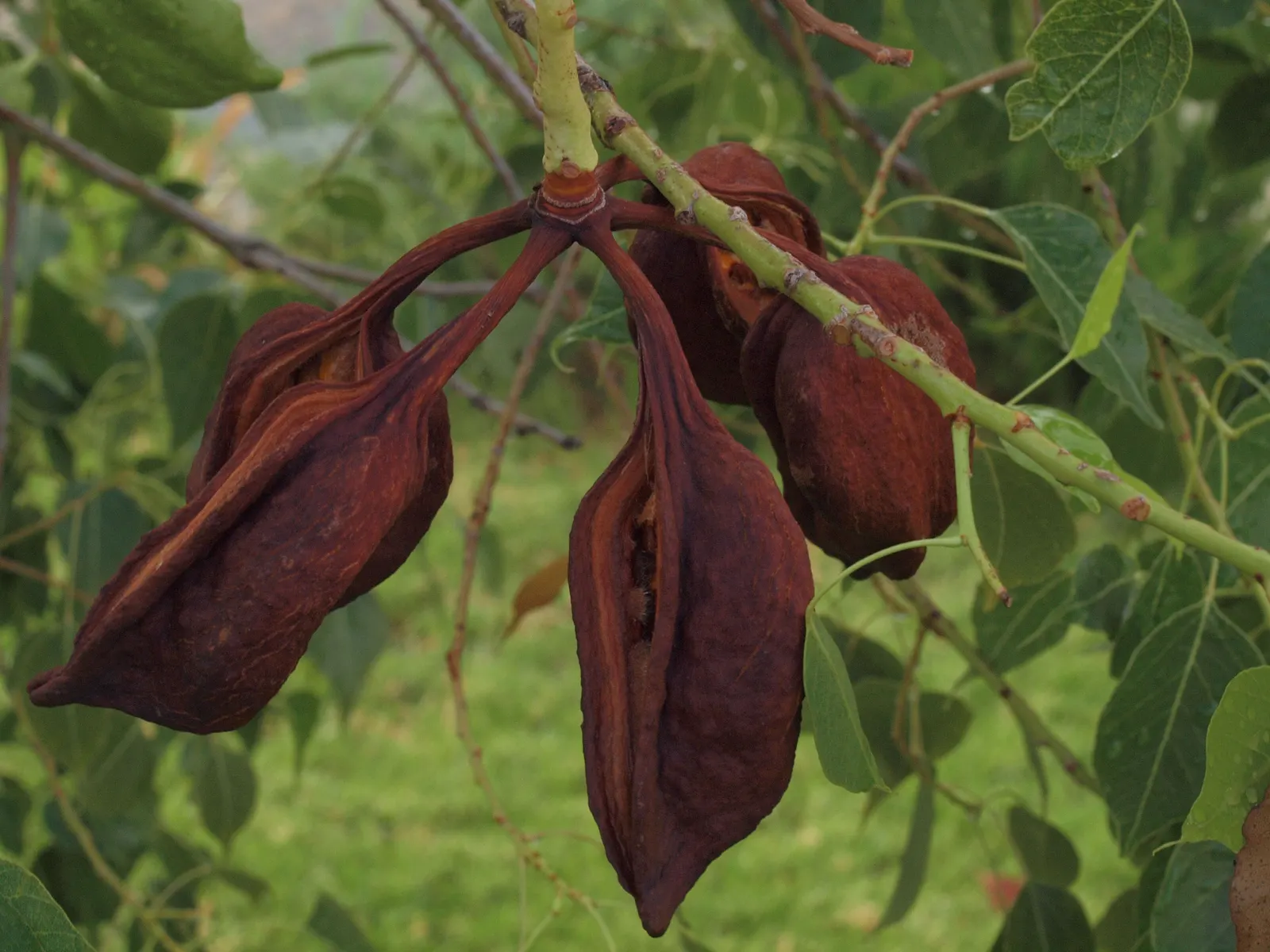 Bottle Tree (Brachychiton Populneus) — is an evergreen with a distinctive swollen trunk; this Australian native features glossy green, image 85