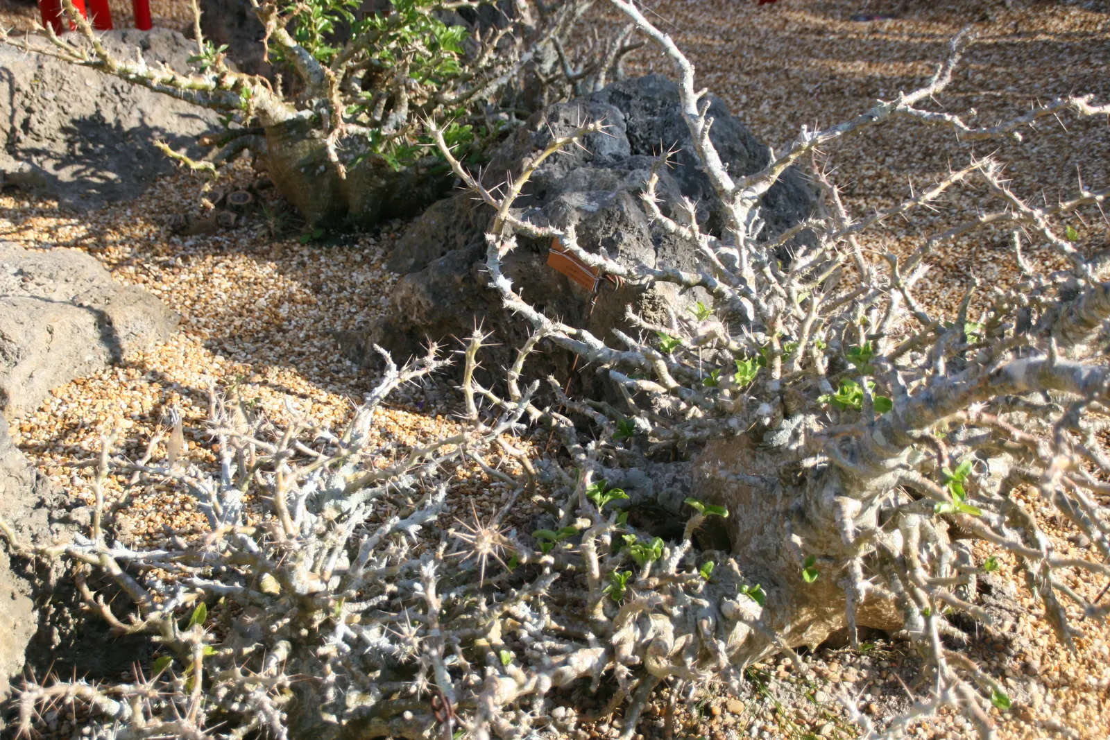 Bottle Tree (Brachychiton Populneus) — decorative touch.<br><br>It thrives in USDA hardiness zones 9 to 11; exhibits a distinctive swollen trunk that resembles