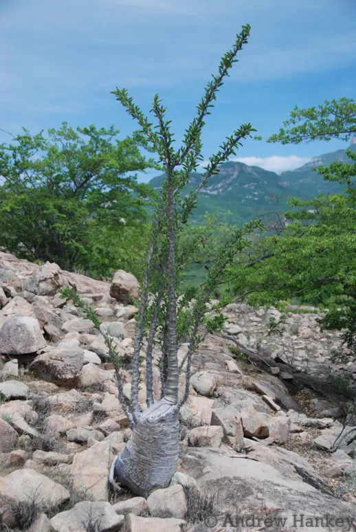 Bottle Tree (Brachychiton Populneus) — reaching up to 40-50 feet in height; exhibits a distinctive swollen trunk that resembles a bottle - utilized, image 58