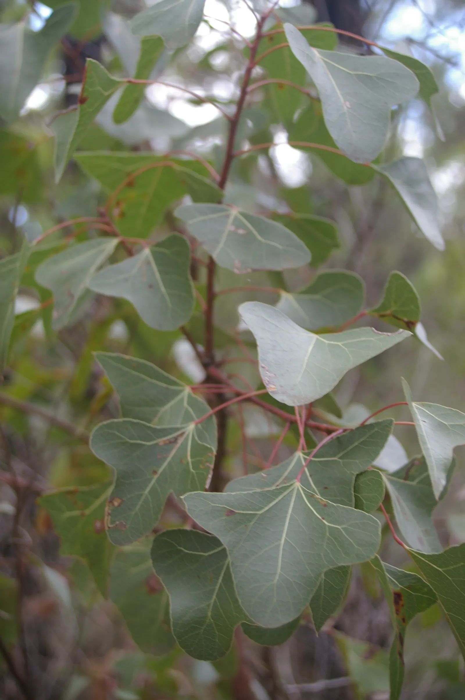 Bottle Tree (Brachychiton Populneus) — It is pest-resistant and requires minimal pruning; this Australian native features glossy green, image 81