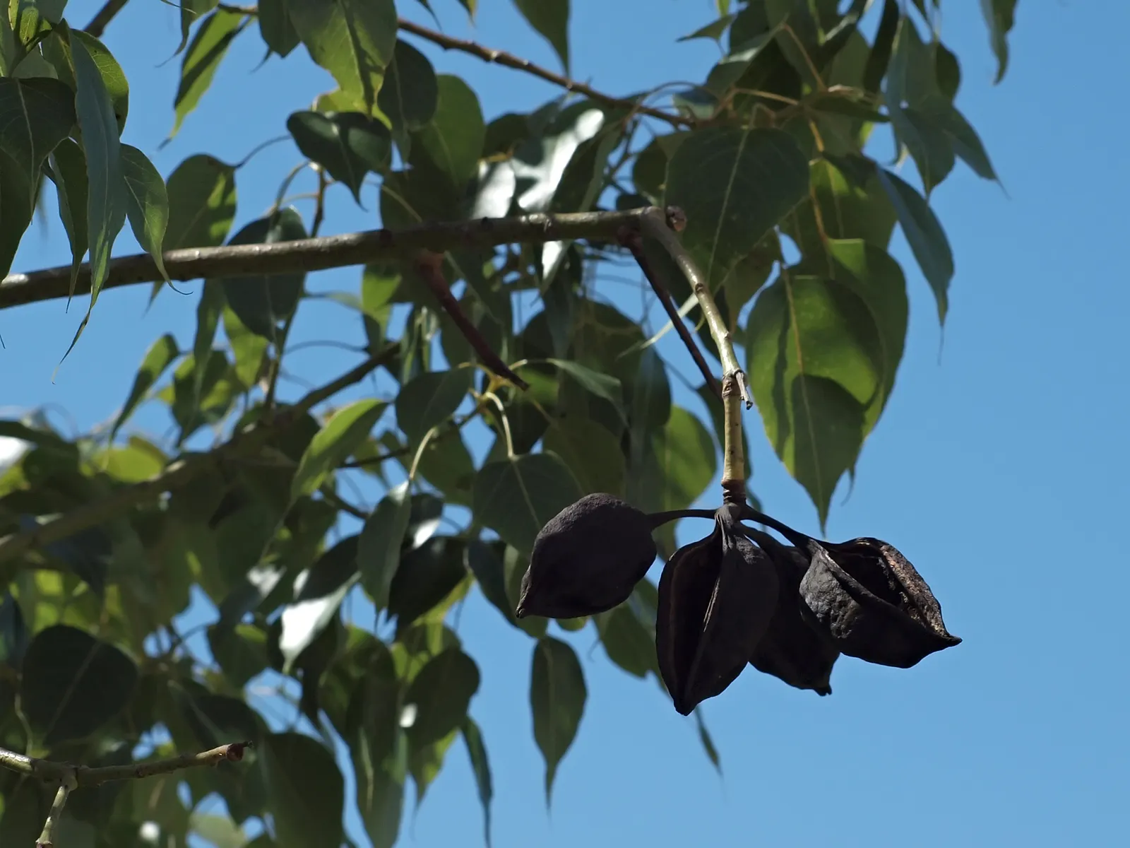 Bottle Tree (Brachychiton Populneus) — It is pest-resistant and requires minimal pruning; this Australian native features glossy green, image 109
