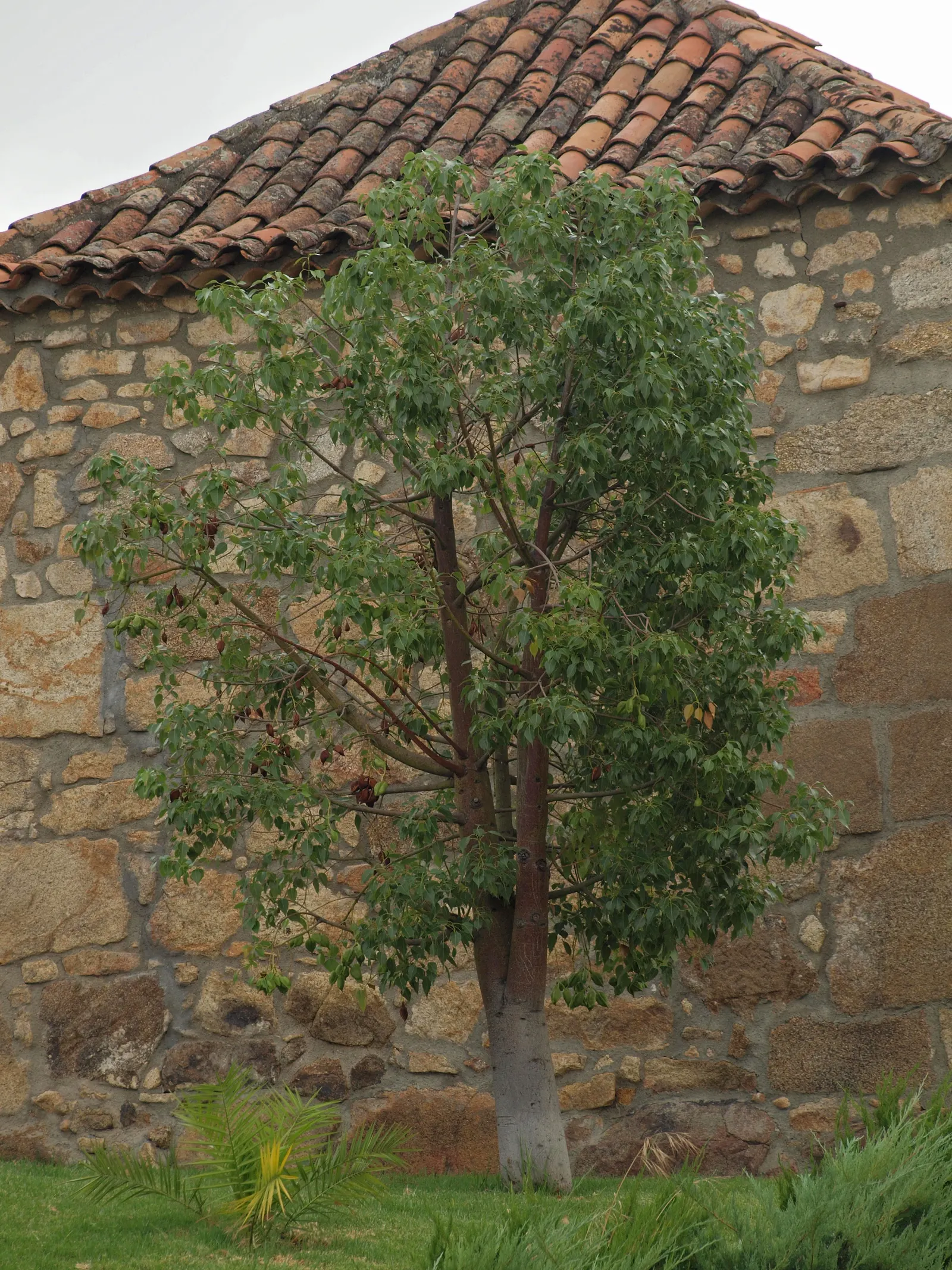 Bottle Tree (Brachychiton Populneus) — as long as they are not waterlogged.<br><br>When informing the client; decorative touch.<br><br>It thrives, image 79