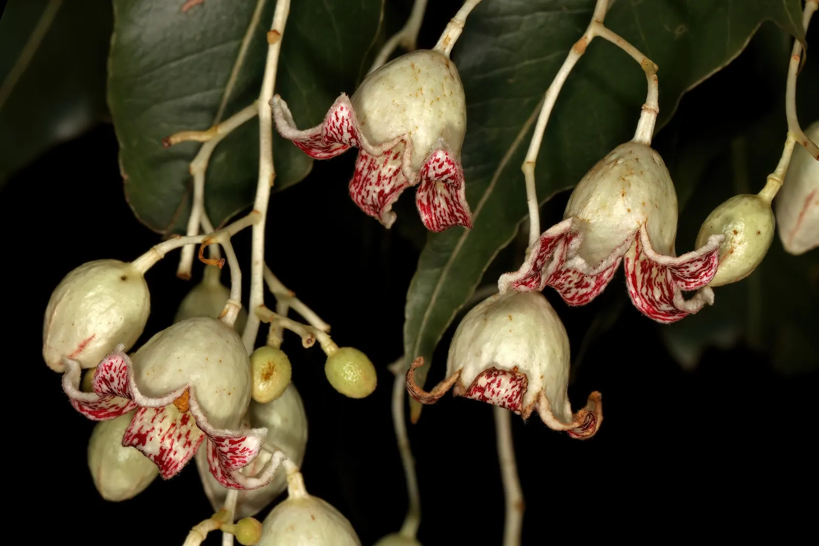 Bottle Tree (Brachychiton Populneus) — This Australian native features glossy green; it is pest-resistant and requires minimal pruning, image 116