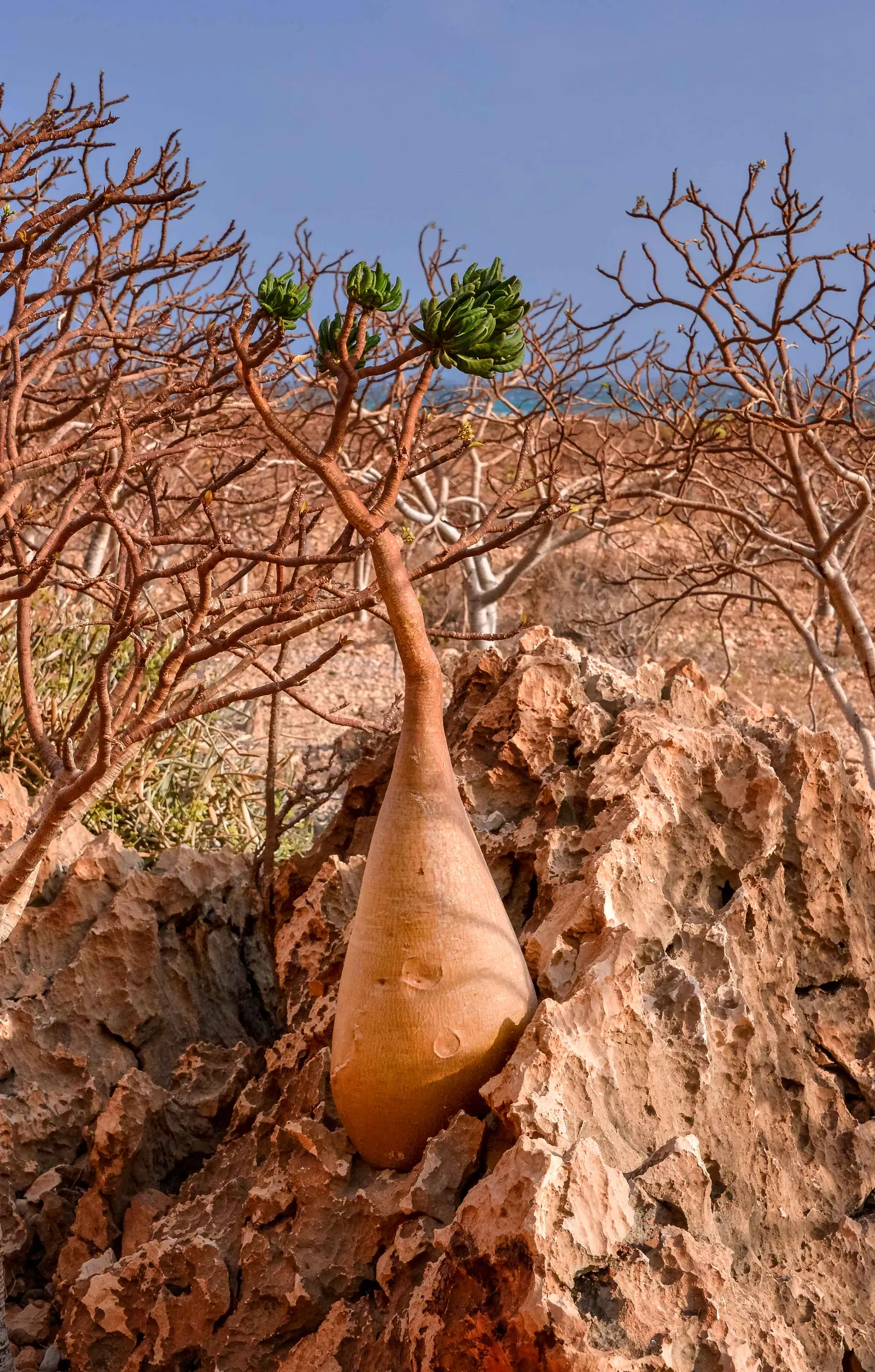 Bottle Tree (Brachychiton Populneus) — tree for full or half