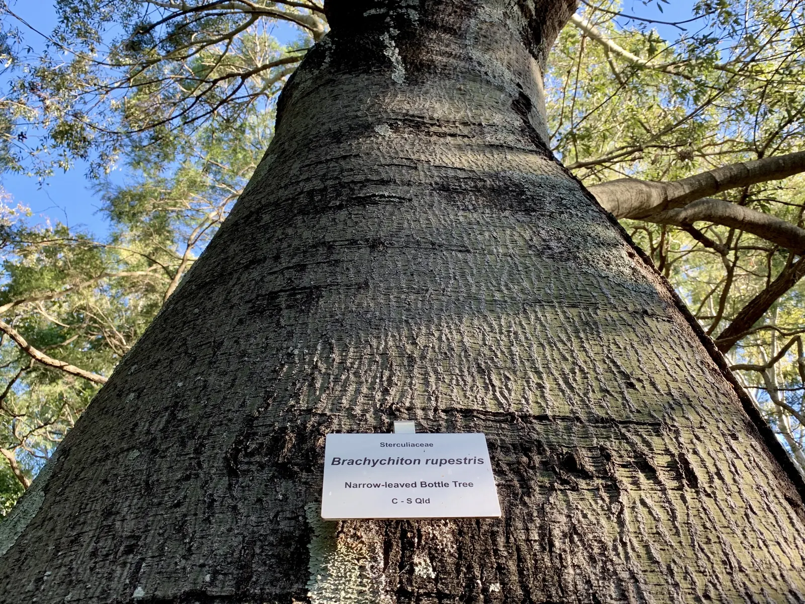 Bottle Tree (Brachychiton Populneus) — is a captivating addition to any landscape design; this Australian native features glossy green