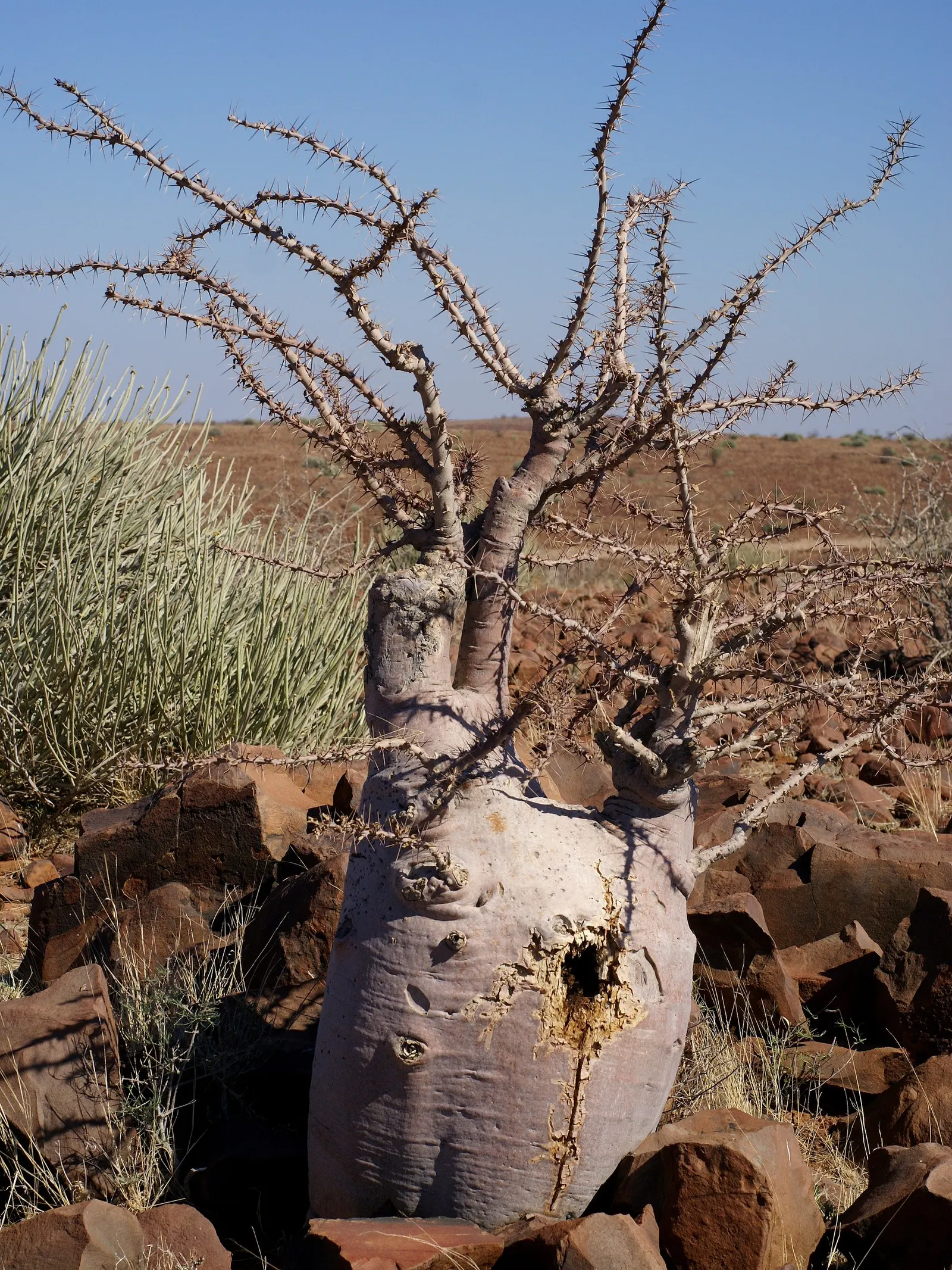 Bottle Tree (Brachychiton Populneus) — Consideration for planting location is key; it is pest-resistant and requires minimal pruning