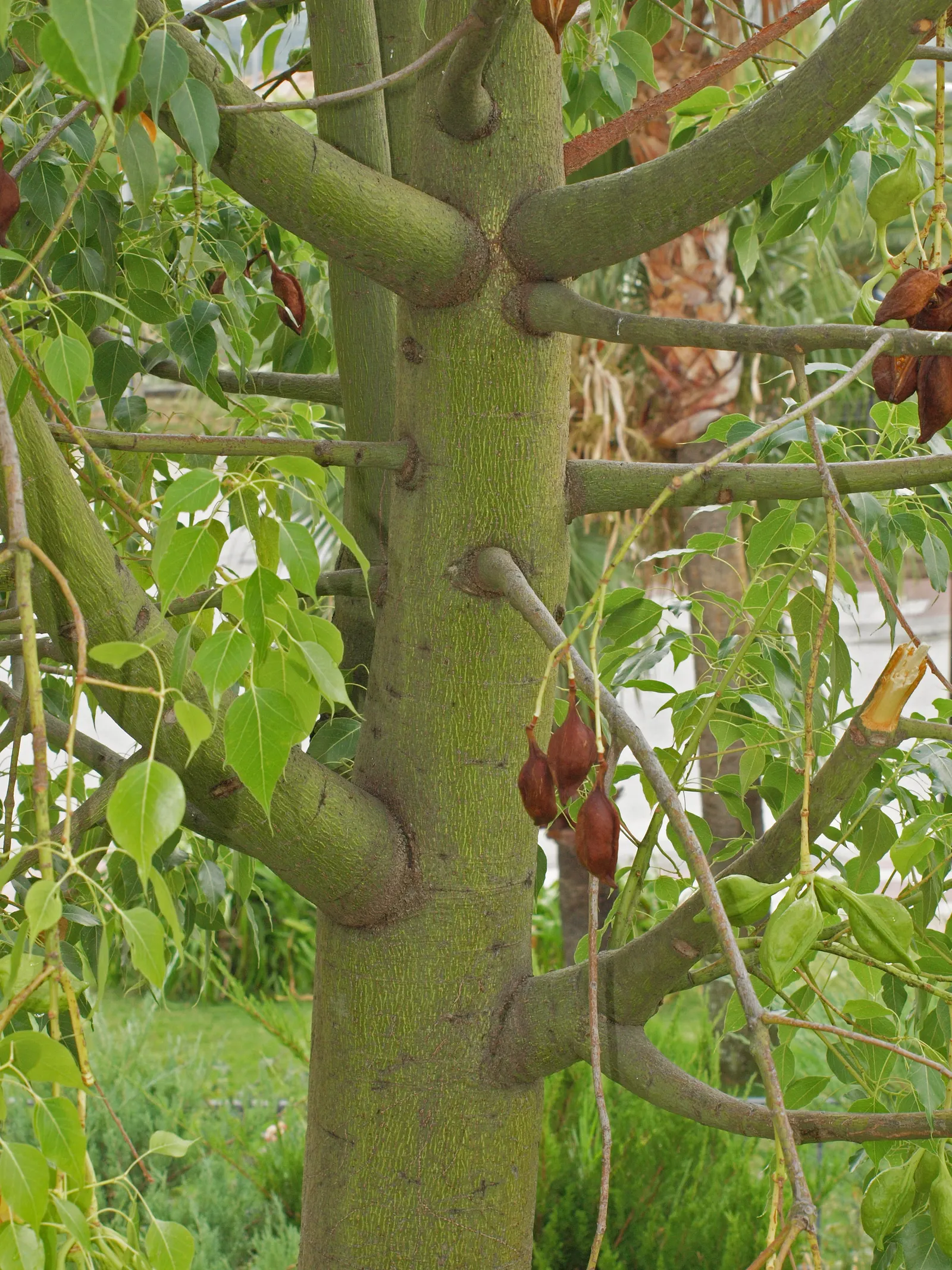 Bottle Tree (Brachychiton Populneus) — red flowers in the garden; exhibits a distinctive swollen trunk that resembles a bottle - utilized for water, image 82