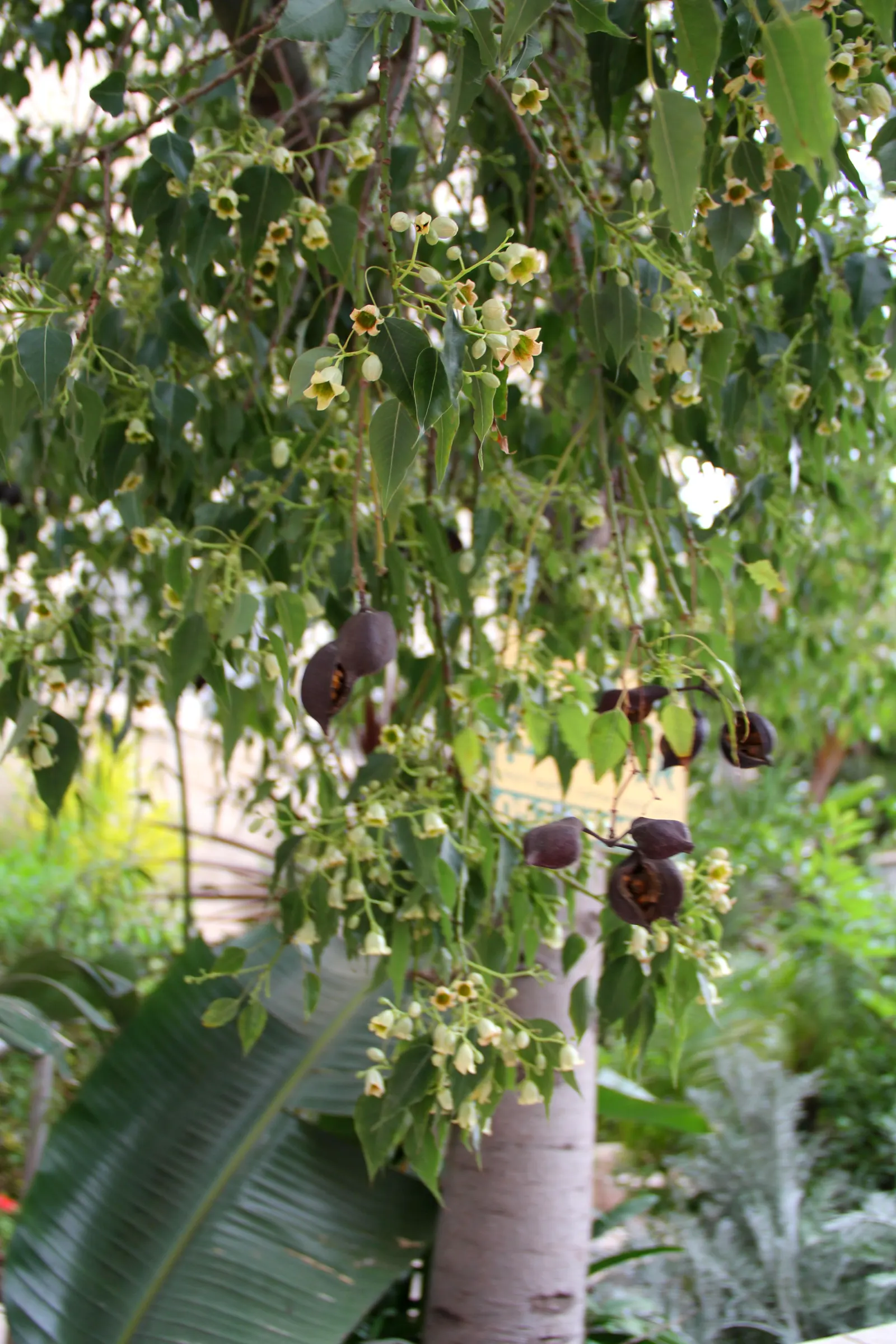 Bottle Tree (Brachychiton Populneus) — the Bottle Tree can tolerate a range of soil types; exhibits a distinctive swollen trunk that resembles a, image 106