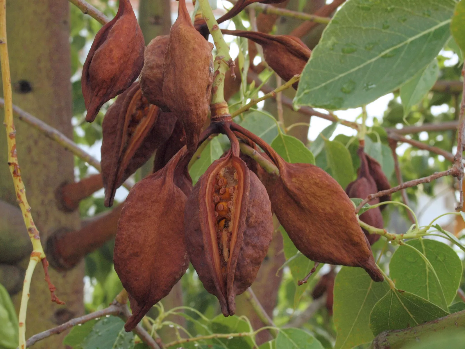 Bottle Tree (Brachychiton Populneus) — tree for full or half; it is pest-resistant and requires minimal pruning, image 84
