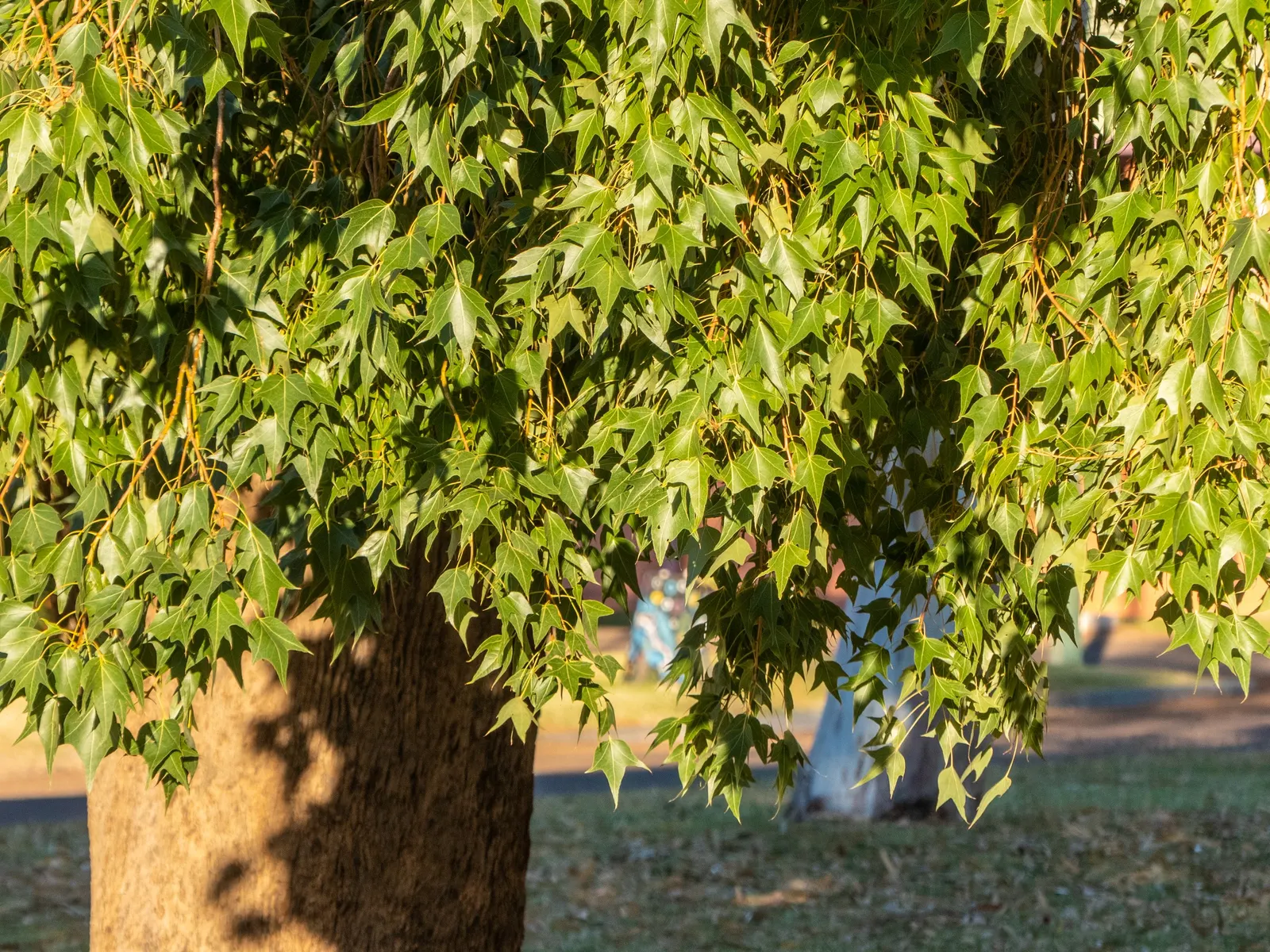 Bottle Tree (Brachychiton Populneus) — Consideration for planting location is key; it is pest-resistant and requires minimal pruning, image 104