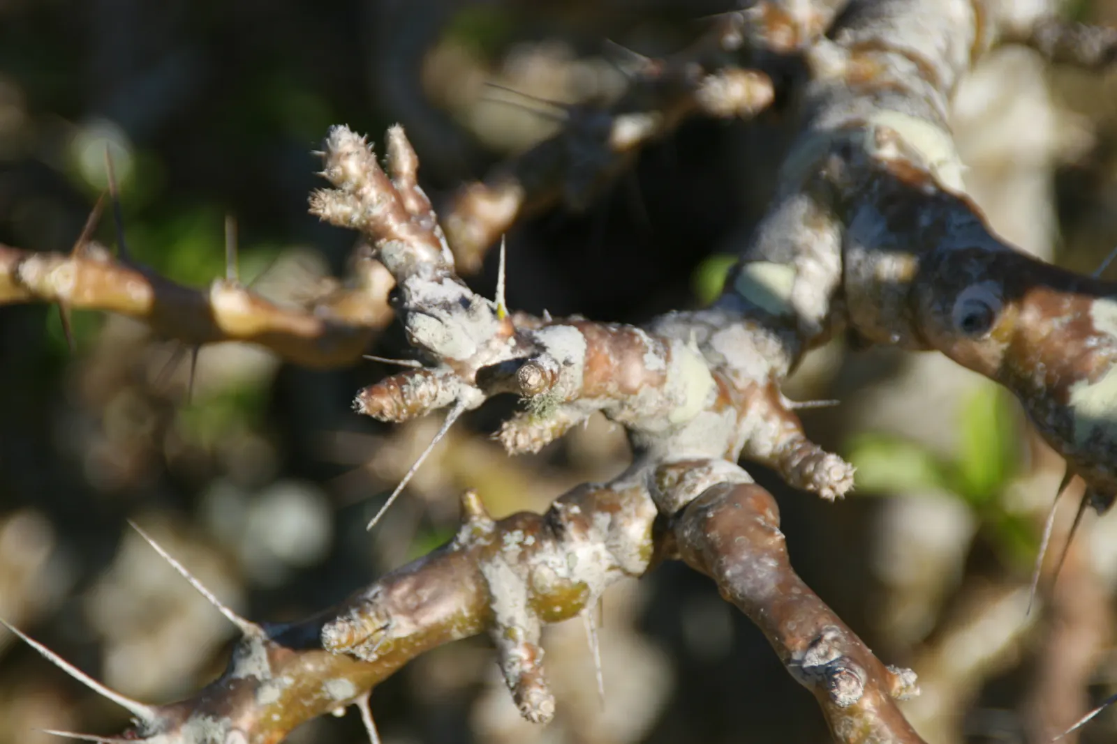 Bottle Tree (Brachychiton Populneus) — which are narrow and pointed; decorative touch.<br><br>It thrives in USDA hardiness zones 9 to 11