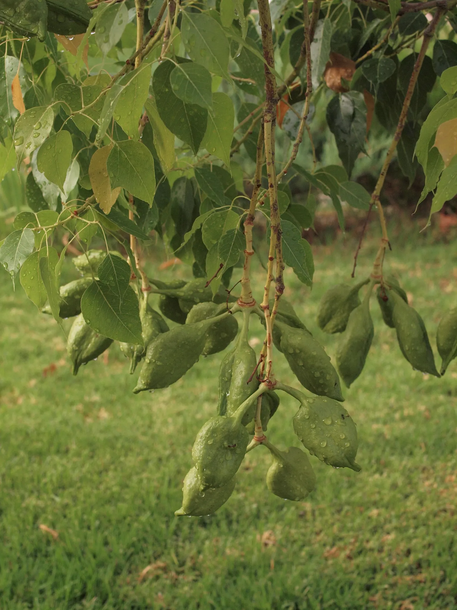 Bottle Tree (Brachychiton Populneus) — Adaptable to various soils, it prefers full sun and offers moderate drought tolerance; exhibits a, image 90