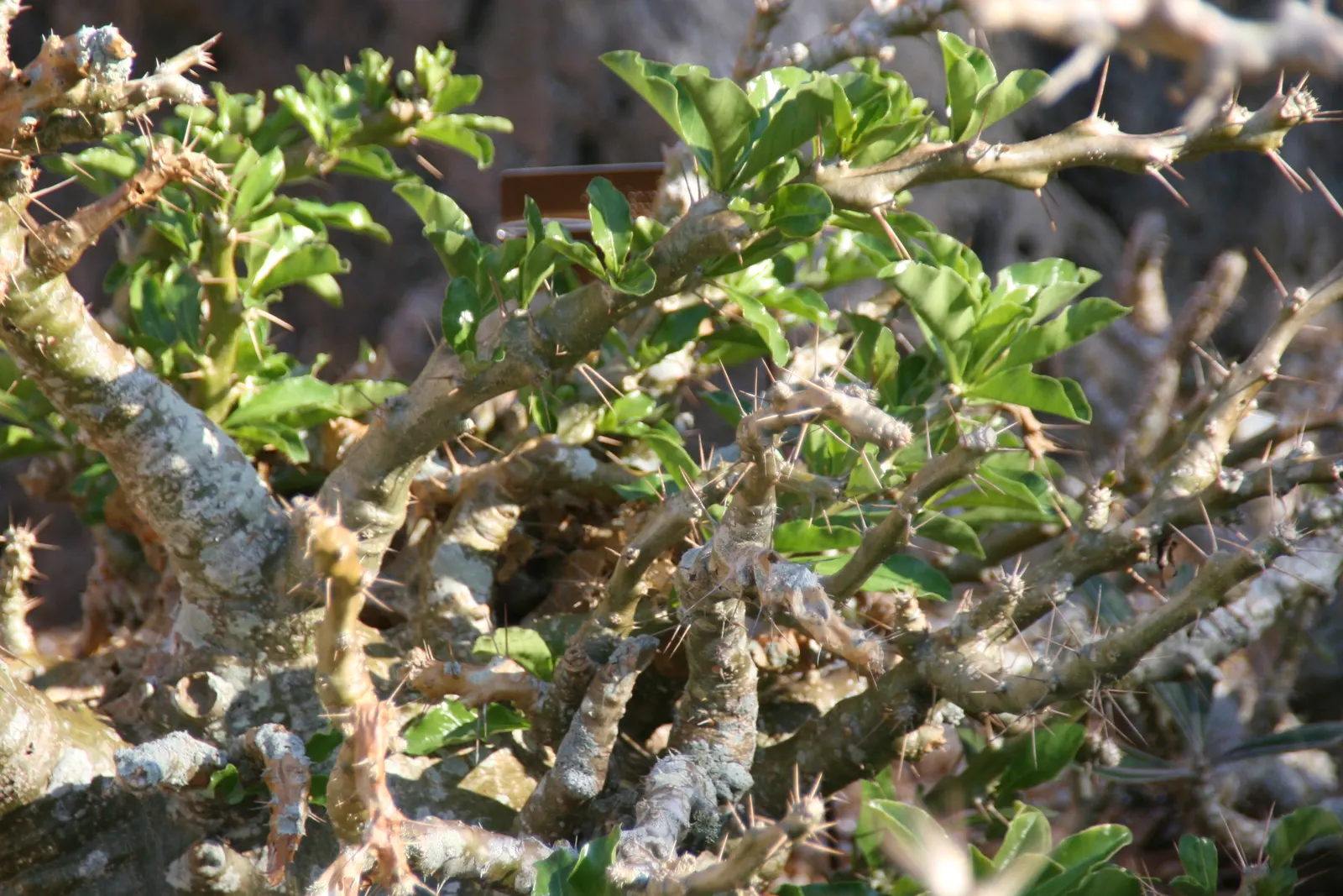 Bottle Tree (Brachychiton Populneus) — making it an excellent focal point or shade provider in larger gardens.<br><br>Foliage consists of glossy; exhibits a