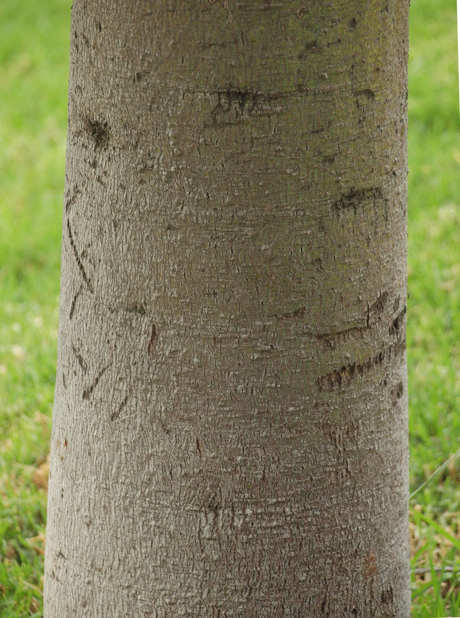 Bottle Tree (Brachychiton Populneus) — highlight the low-maintenance nature of the Bottle Tree; it is pest-resistant and requires minimal pruning, image 80