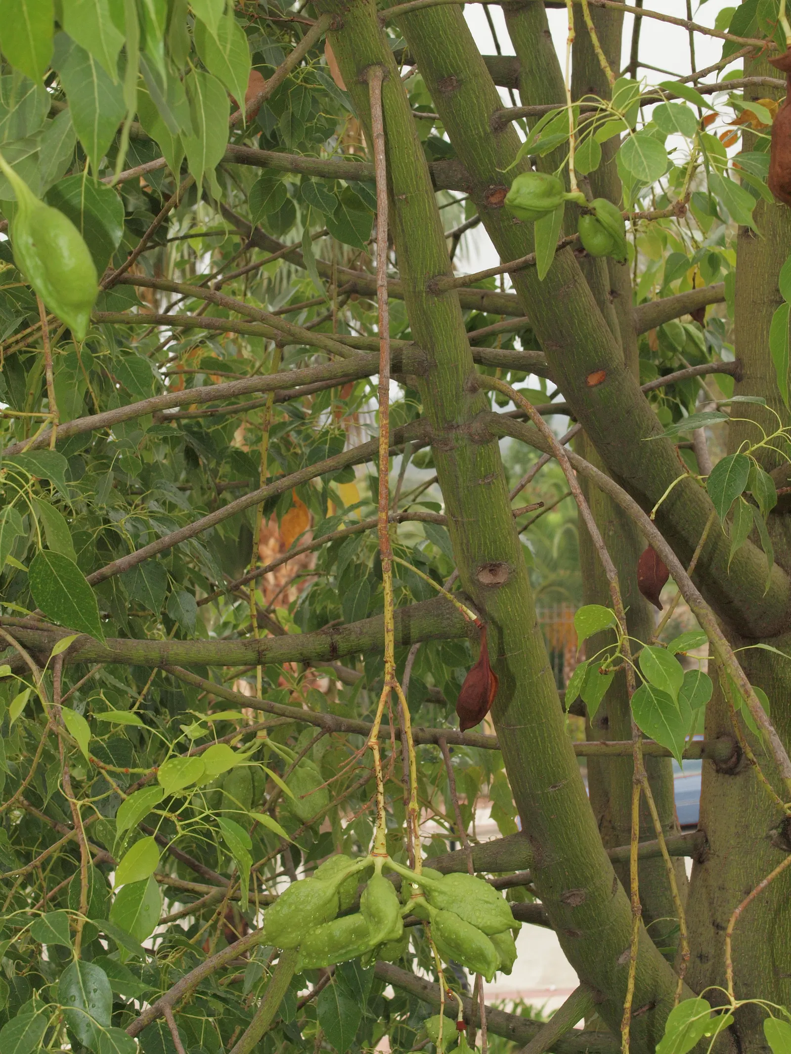 Bottle Tree (Brachychiton Populneus) — tree with red blooms; decorative touch.<br><br>It thrives in USDA hardiness zones 9 to 11, image 83