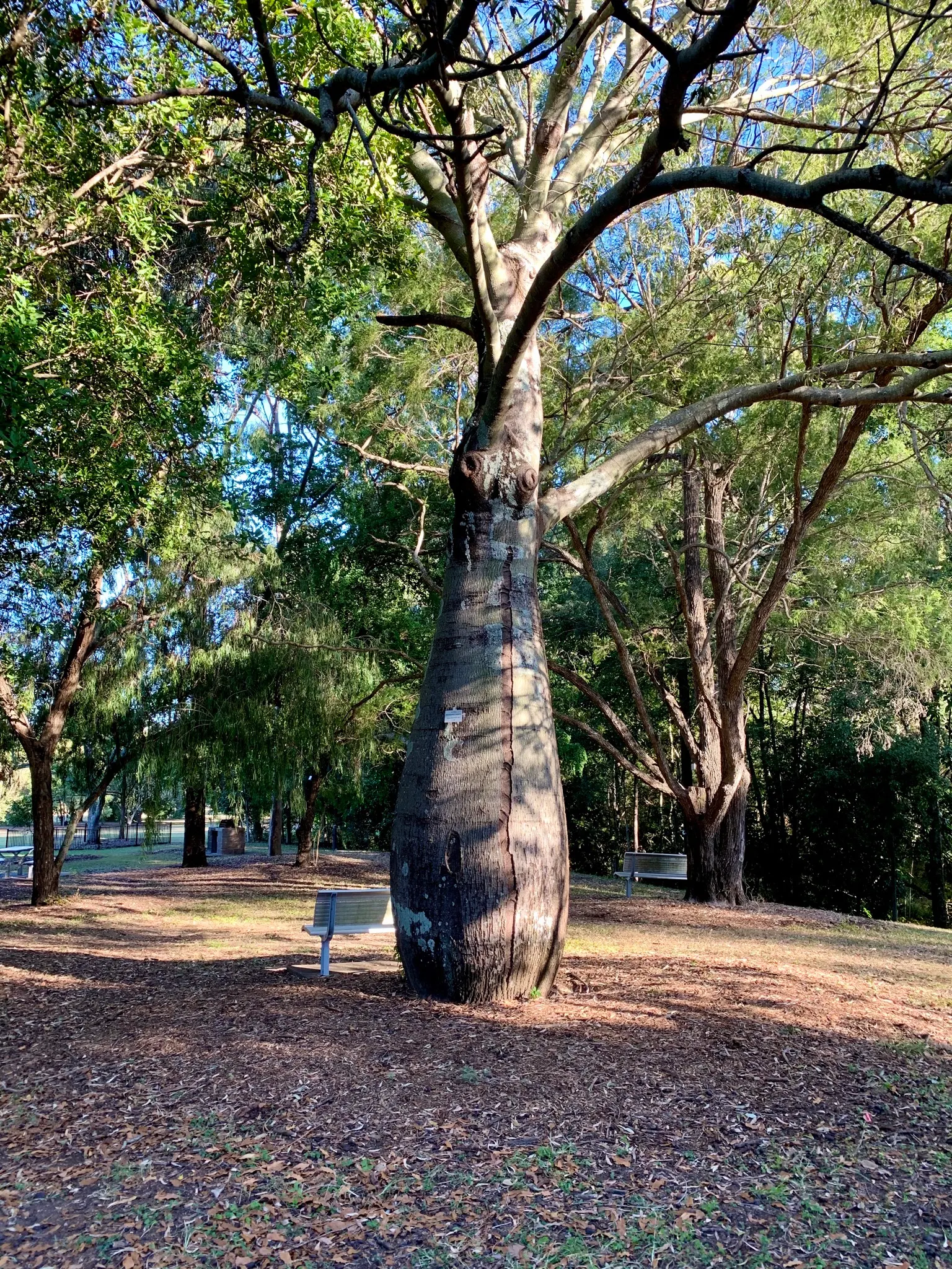 Bottle Tree (Brachychiton Populneus) — reaching up to 40-50 feet in height; exhibits a distinctive swollen trunk that resembles a bottle - utilized for water