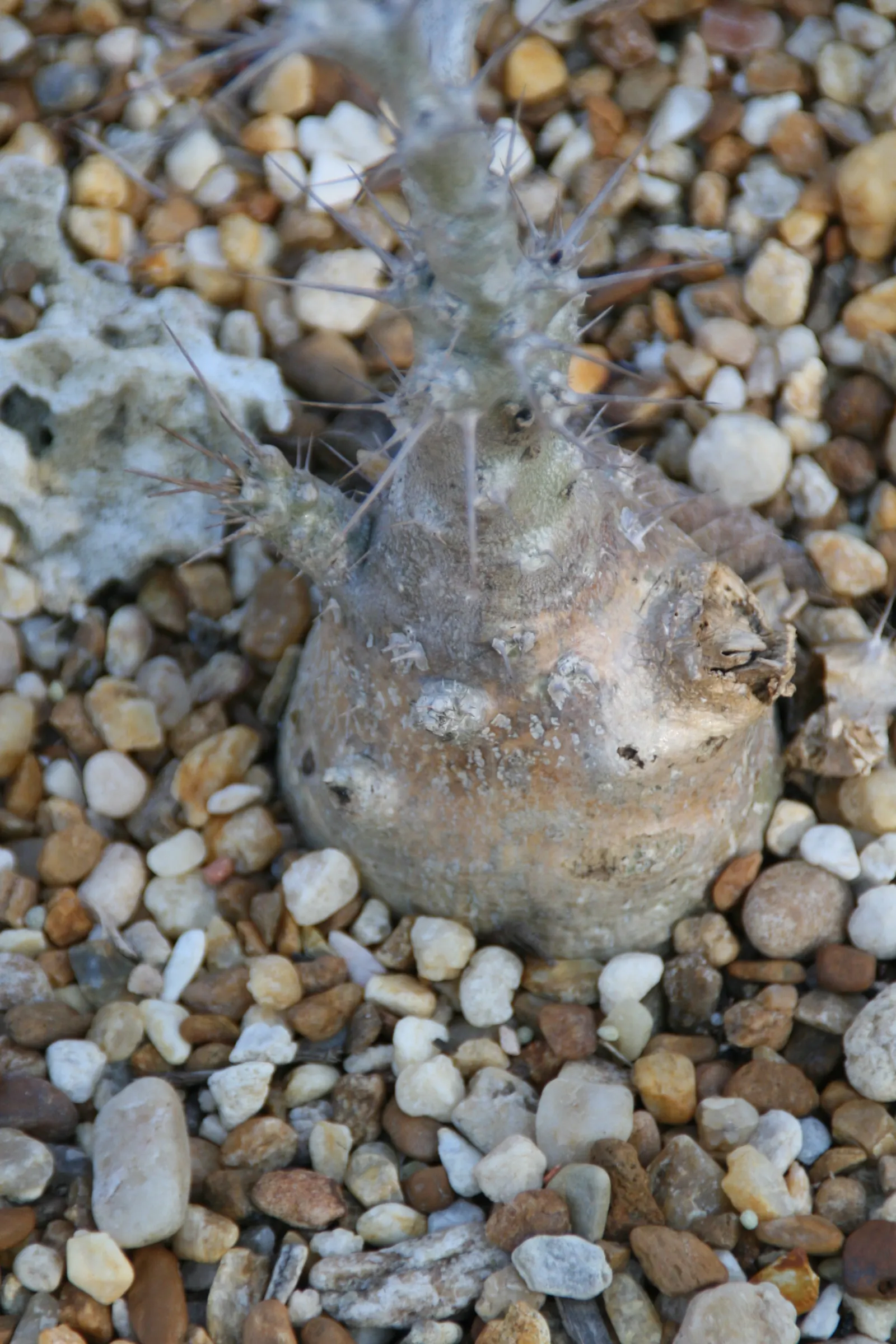 Bottle Tree (Brachychiton Populneus) — making it highly drought-tolerant; it is pest-resistant and requires minimal pruning