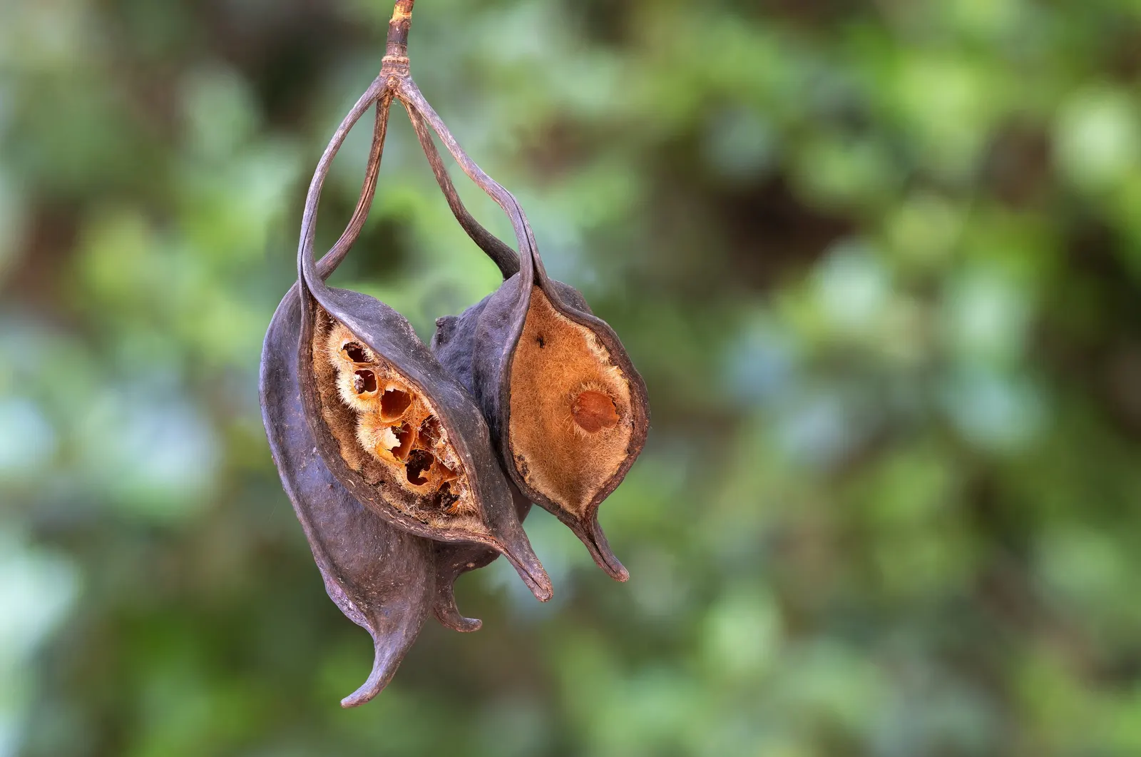 Bottle Tree (Brachychiton Populneus) — commonly referred to as the Bottle Tree or Kurrajong; it is pest-resistant and requires minimal pruning, image 92