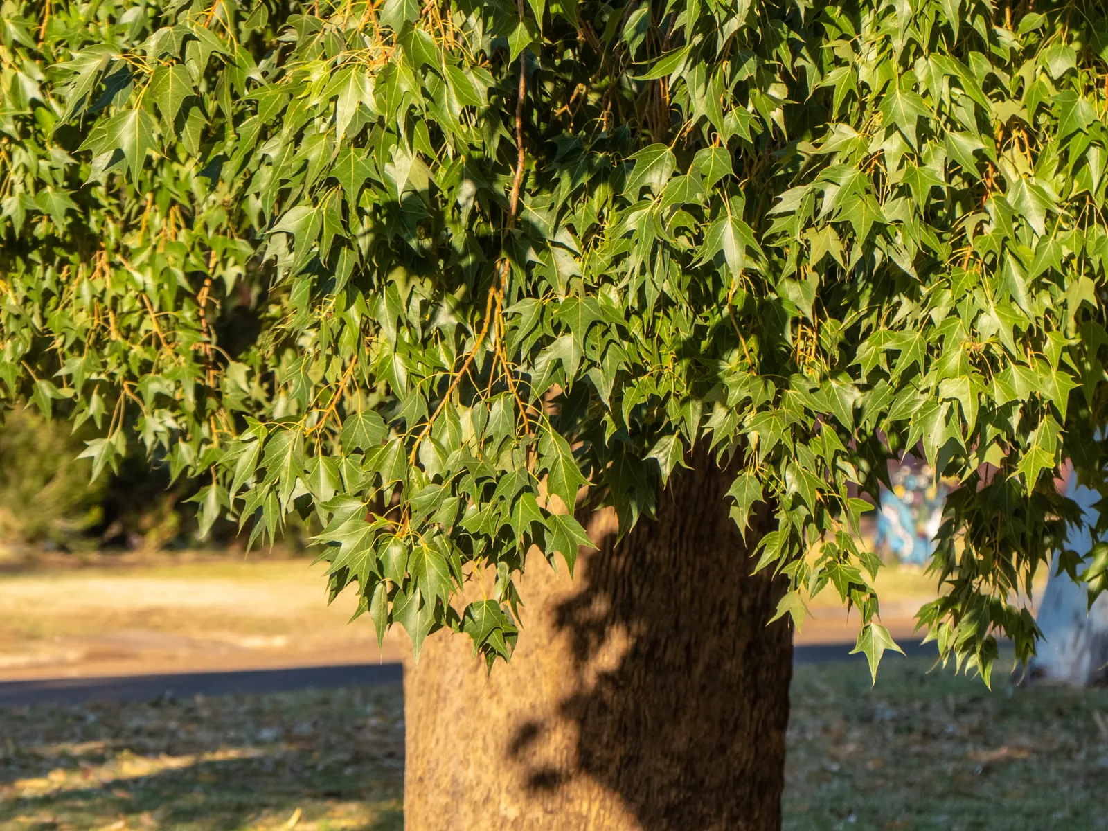 Bottle Tree (Brachychiton Populneus) — as the tree's extensive root system needs adequate space to develop; this Australian native features glossy, image 105
