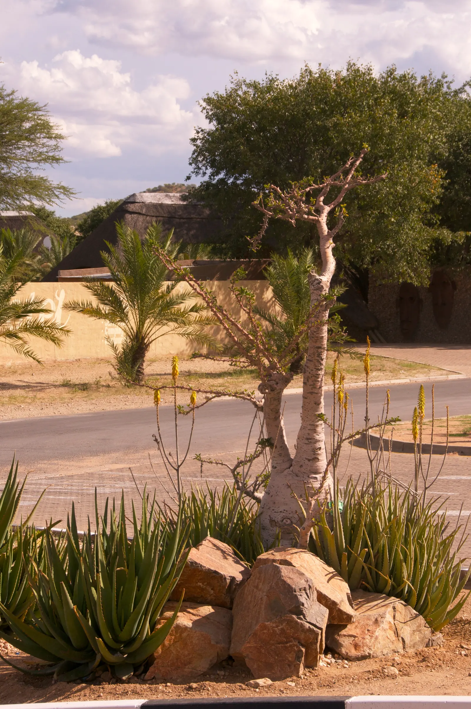 Bottle Tree (Brachychiton Populneus) — It is pest-resistant and requires minimal pruning; this Australian native features glossy green