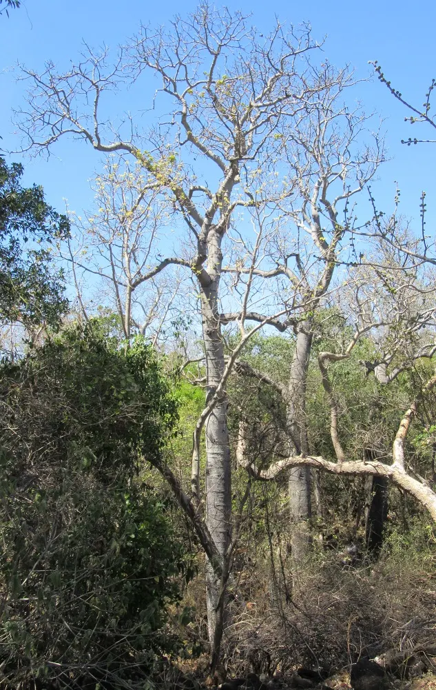 Bottle Tree (Brachychiton Populneus) — Adaptable to various soils, it prefers full sun and offers moderate drought tolerance; exhibits a distinctive swollen