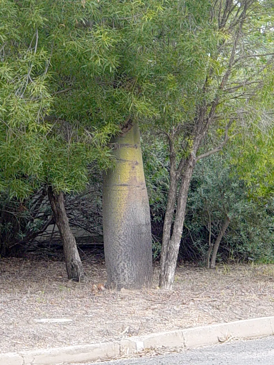 Bottle Tree (Brachychiton Populneus) — commonly referred to as the Bottle Tree or Kurrajong; it is pest-resistant and requires minimal pruning