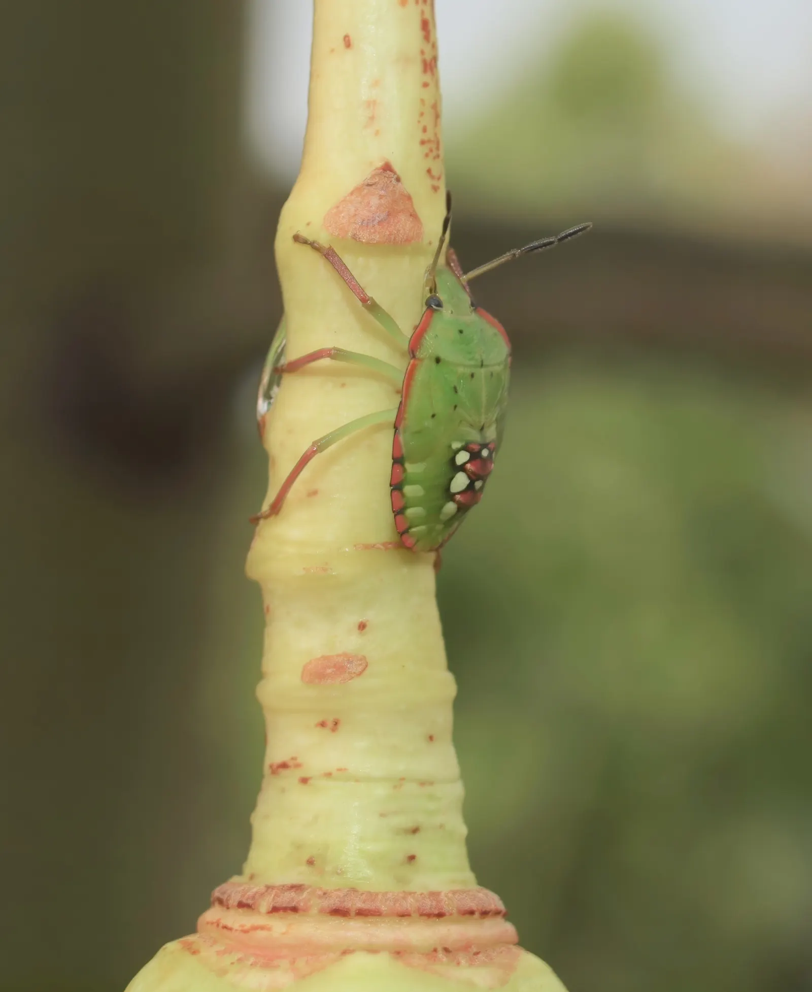 Bottle Tree (Brachychiton Populneus) — as the tree's extensive root system needs adequate space to develop; this Australian native features glossy, image 77