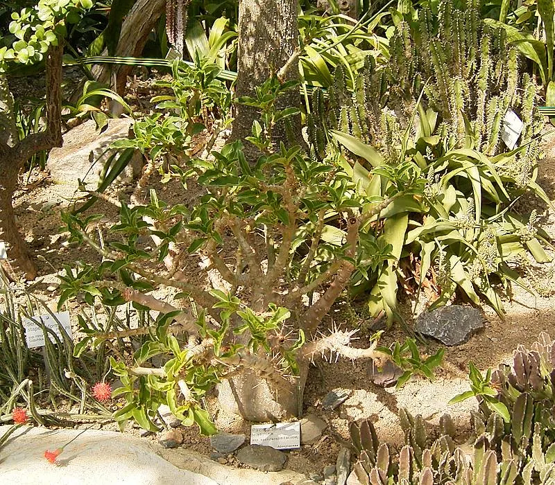 Bottle Tree (Brachychiton Populneus) — as long as they are not waterlogged.<br><br>When informing the client; decorative touch.<br><br>It thrives in USDA