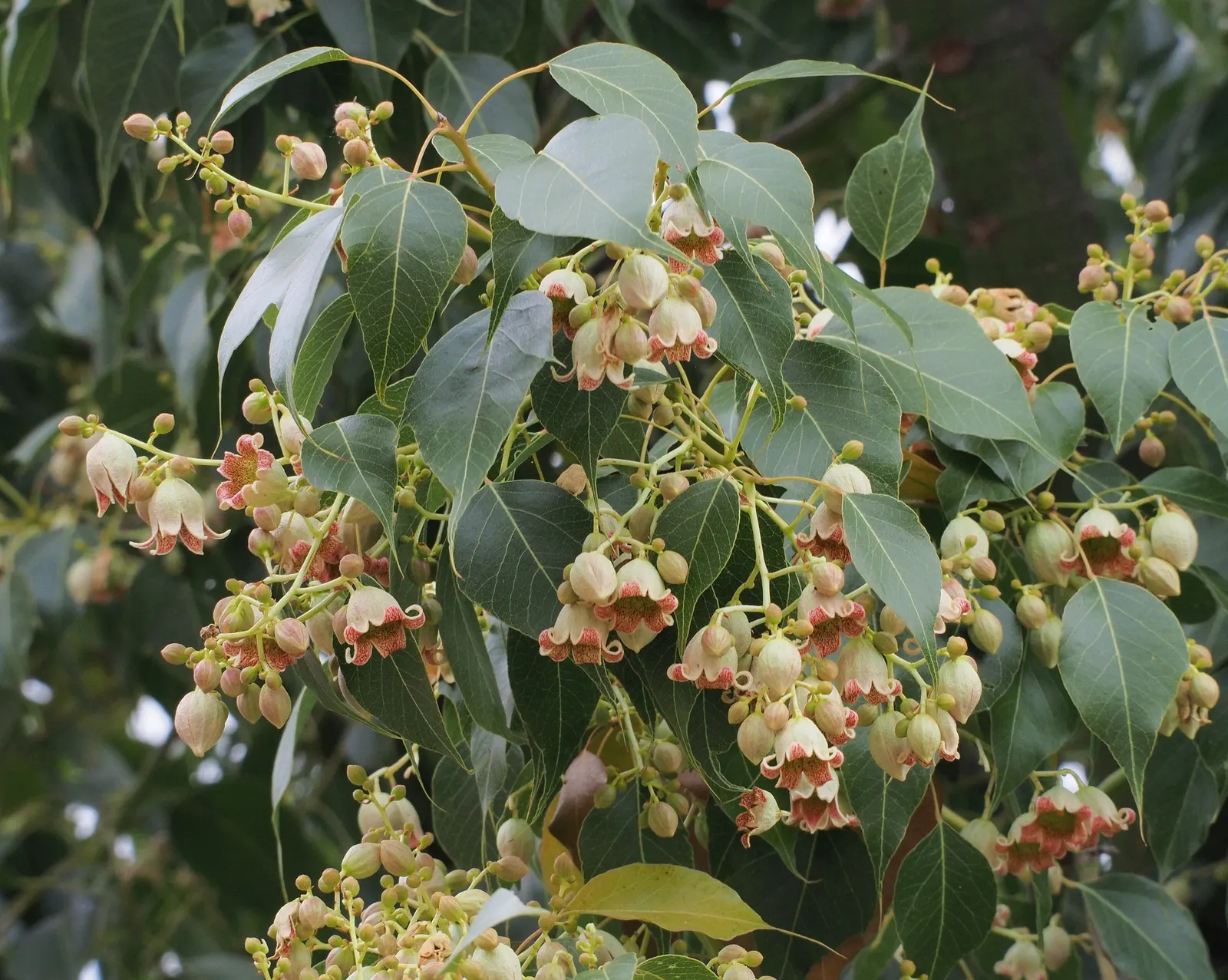 Bottle Tree (Brachychiton Populneus) — red flowers in the garden; exhibits a distinctive swollen trunk that resembles a bottle - utilized for water, image 110