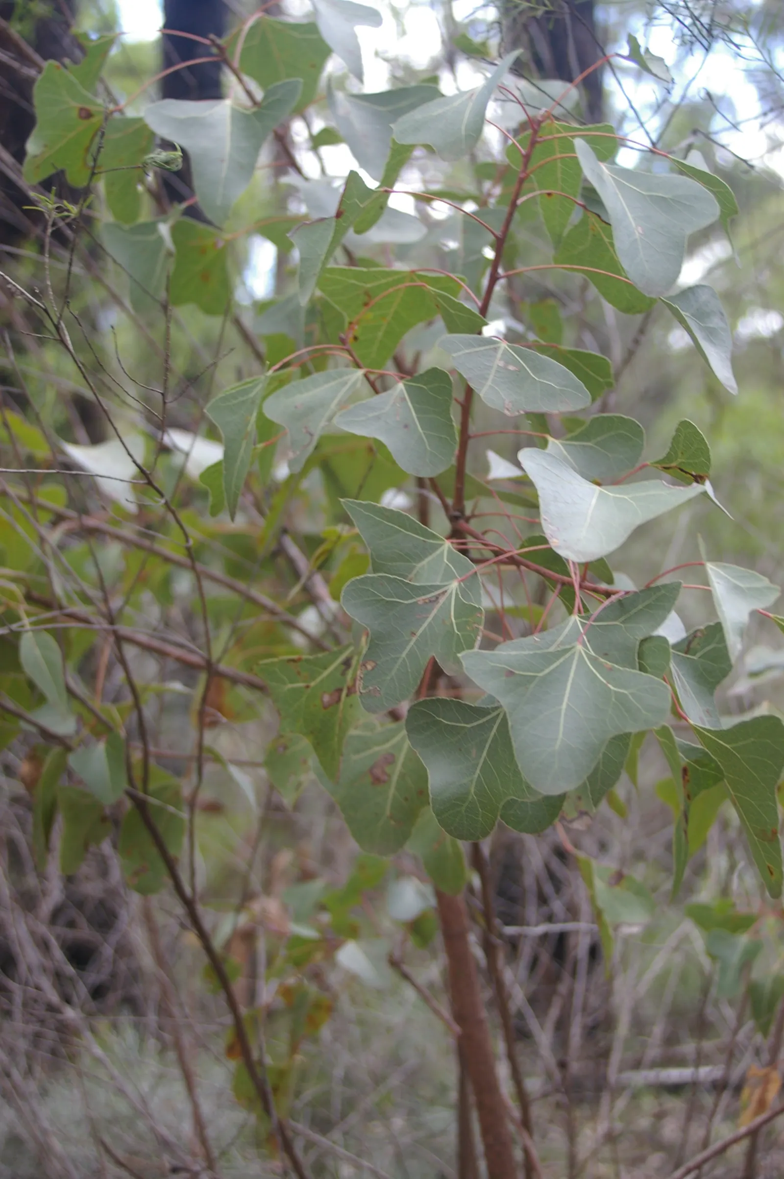 Bottle Tree (Brachychiton Populneus) — tree for full or half; it is pest-resistant and requires minimal pruning, image 112