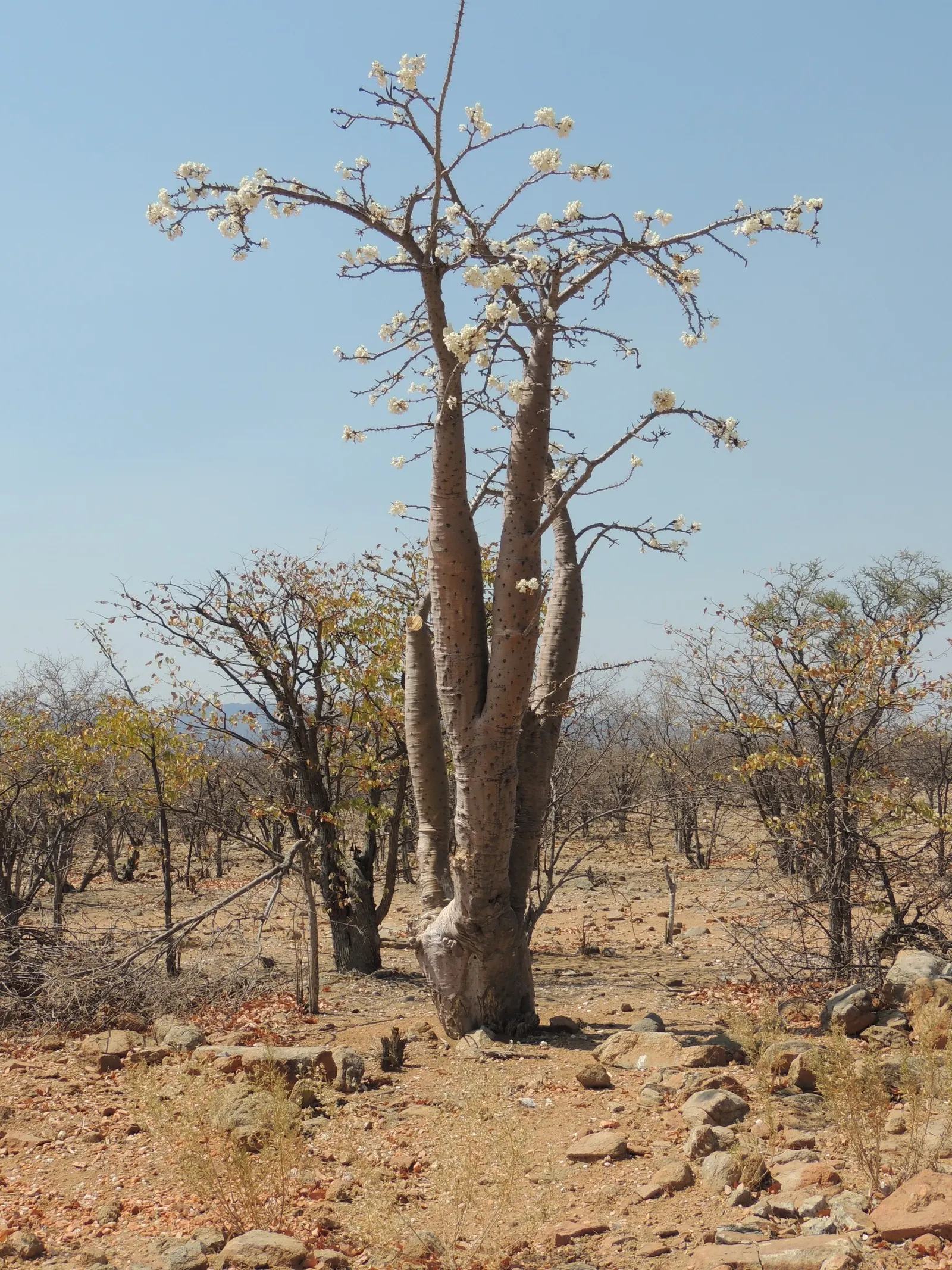 Bottle Tree (Brachychiton Populneus) — highlight the low-maintenance nature of the Bottle Tree; it is pest-resistant and requires minimal pruning