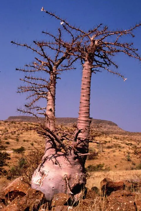 Bottle Tree (Brachychiton Populneus) — as the tree's extensive root system needs adequate space to develop; this Australian native features glossy green