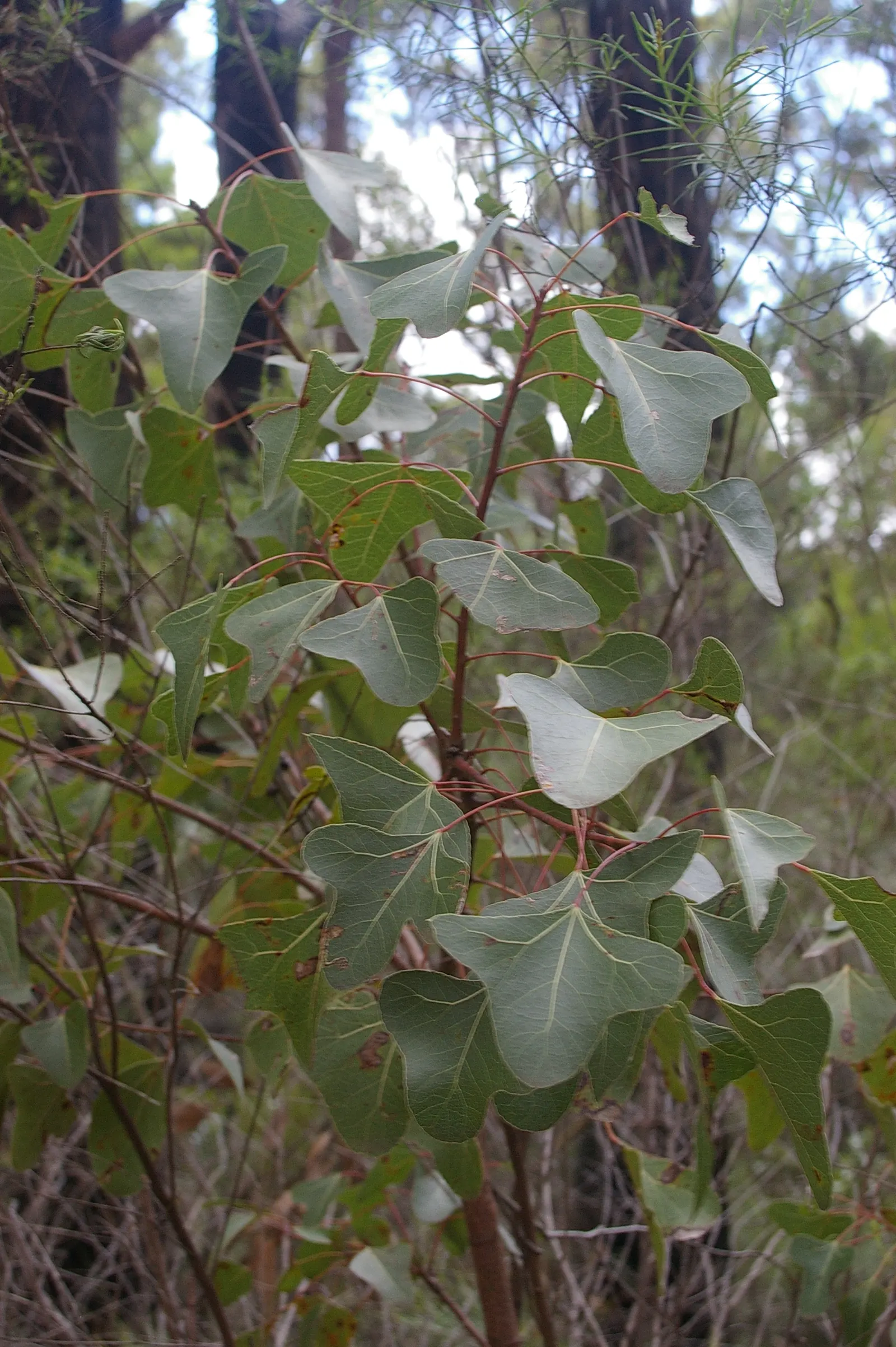 Bottle Tree (Brachychiton Populneus) — decorative touch.<br><br>It thrives in USDA hardiness zones 9 to 11; exhibits a distinctive swollen trunk, image 102