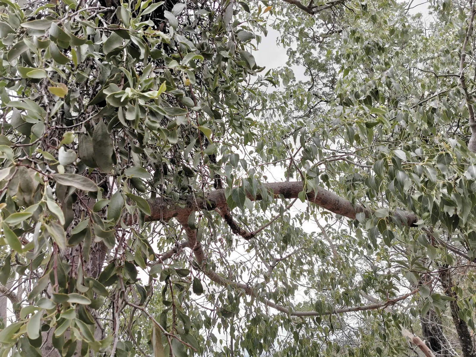 Bottle Tree (Brachychiton Populneus) — Adaptable to various soils, it prefers full sun and offers moderate drought tolerance; exhibits a, image 118