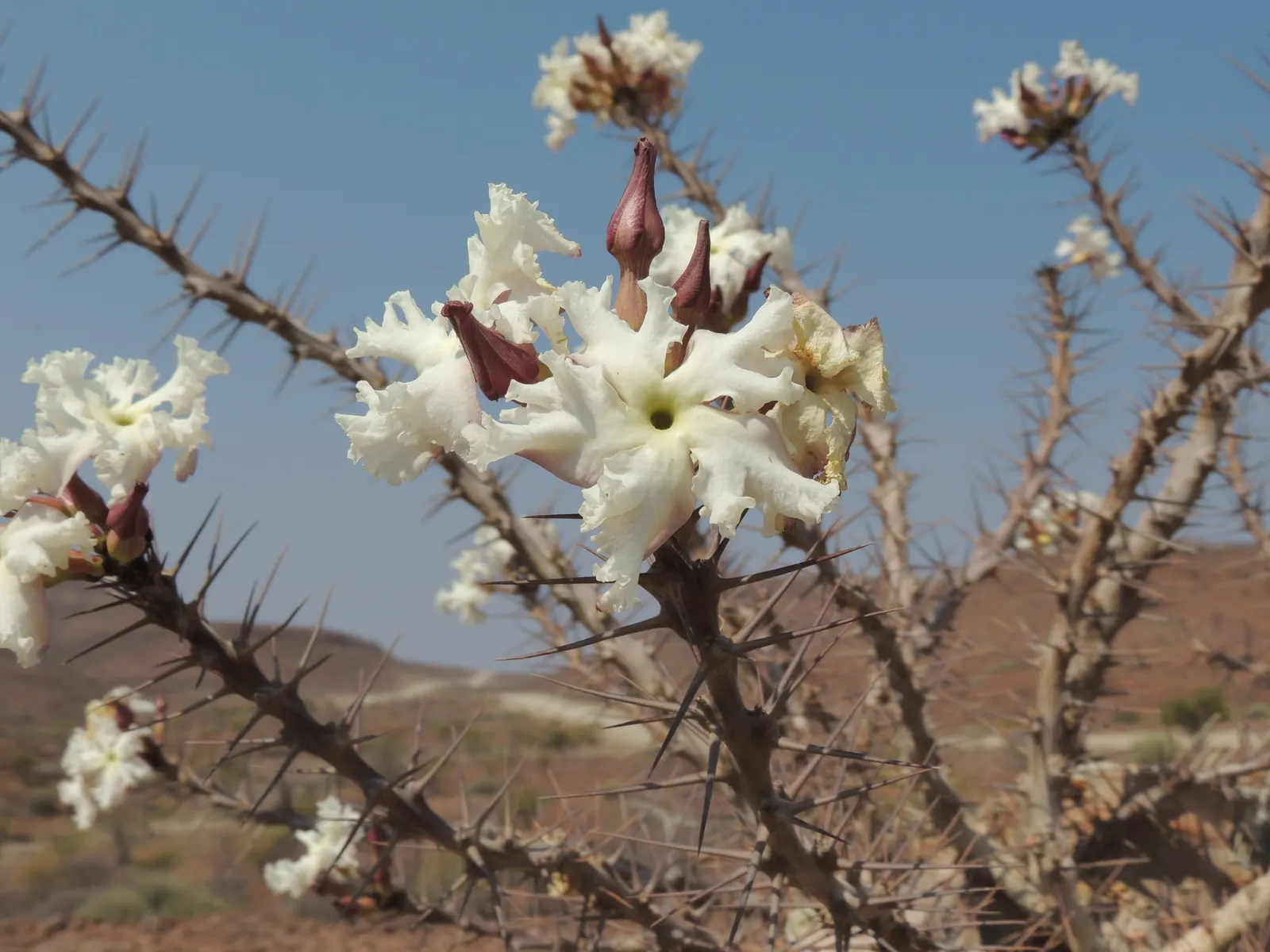 Bottle Tree (Brachychiton Populneus) — tree for full or half; it is pest-resistant and requires minimal pruning