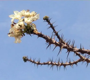 Bottle Tree (Brachychiton Populneus) — offering both visual appeal and adaptability; exhibits a distinctive swollen trunk that resembles a bottle - utilized