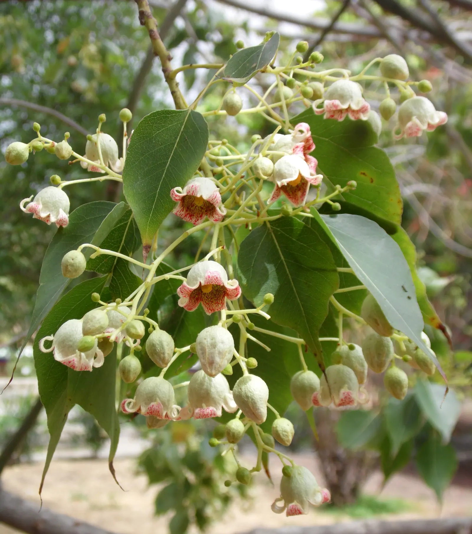 Bottle Tree (Brachychiton Populneus) — lance-shaped leaves and bell-shaped cream to reddish flowers in spring/summer; this Australian native, image 117