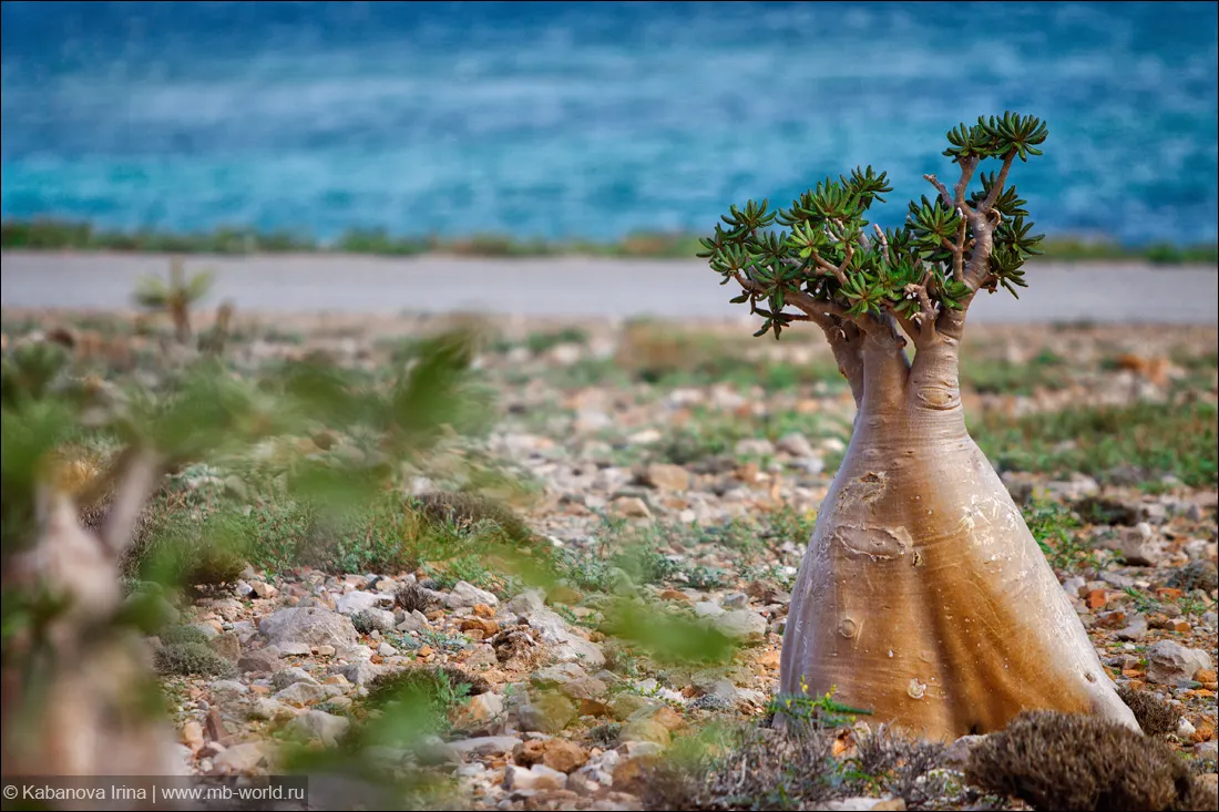 Bottle Tree (Brachychiton Populneus) — This Australian native features glossy green; it is pest-resistant and requires minimal pruning