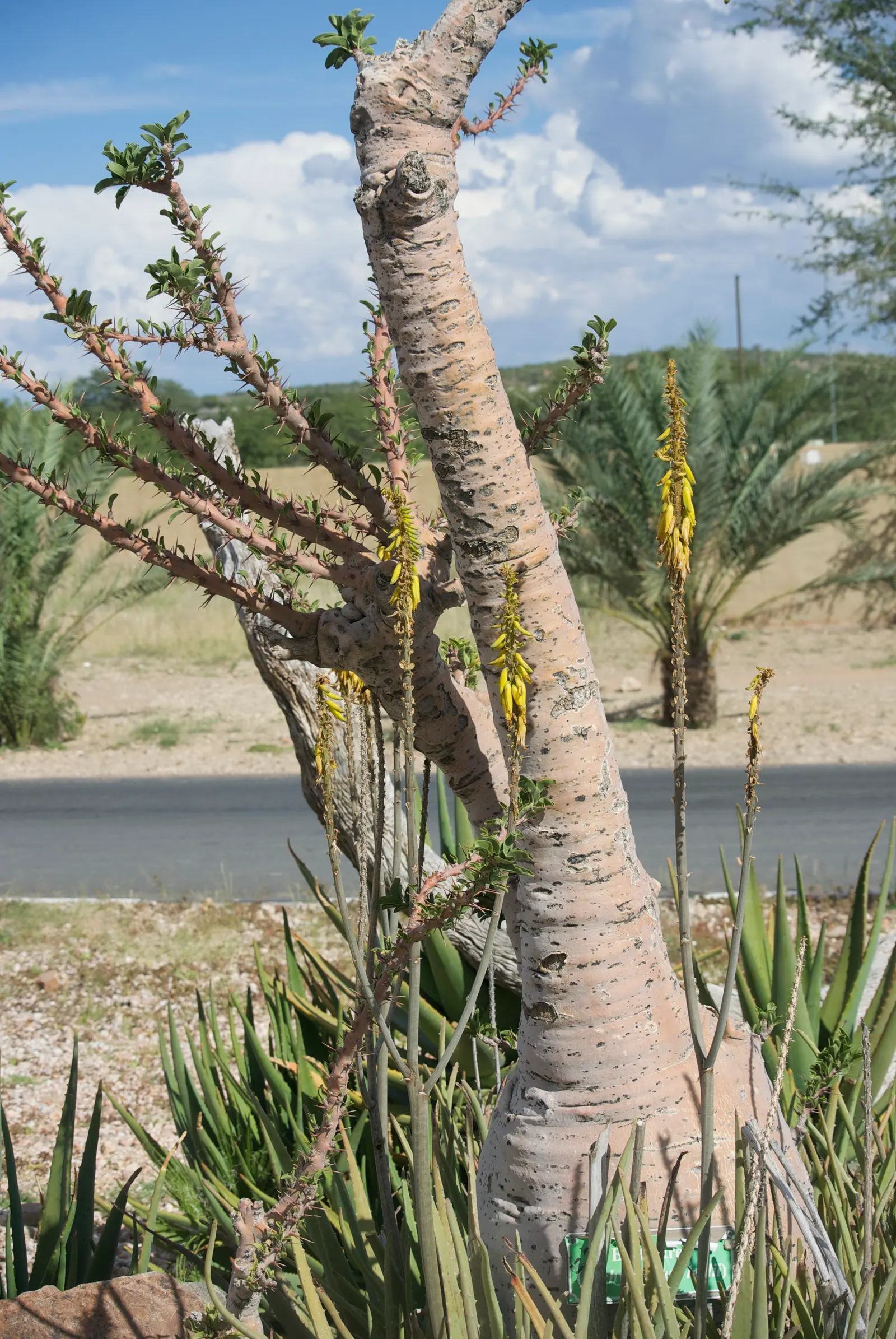 Bottle Tree (Brachychiton Populneus) — red flowers in the garden; exhibits a distinctive swollen trunk that resembles a bottle - utilized for water storage