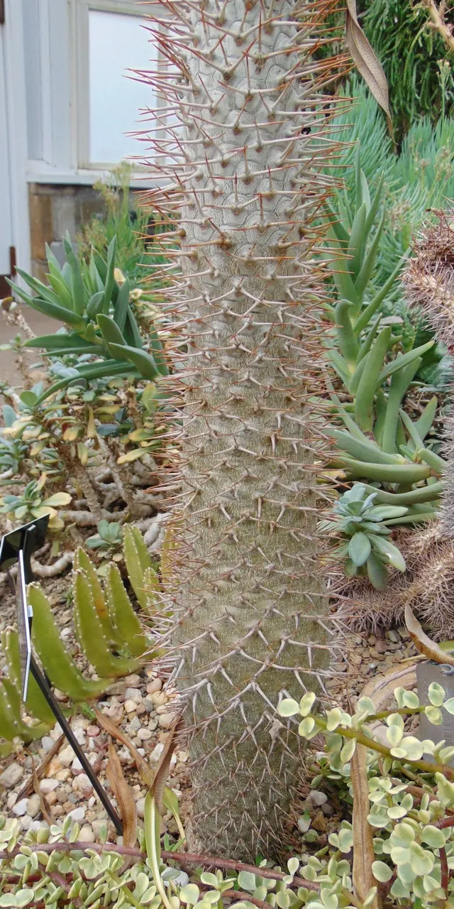 Bottle Tree (Brachychiton Populneus) — the Bottle Tree can tolerate a range of soil types; exhibits a distinctive swollen trunk that resembles a bottle