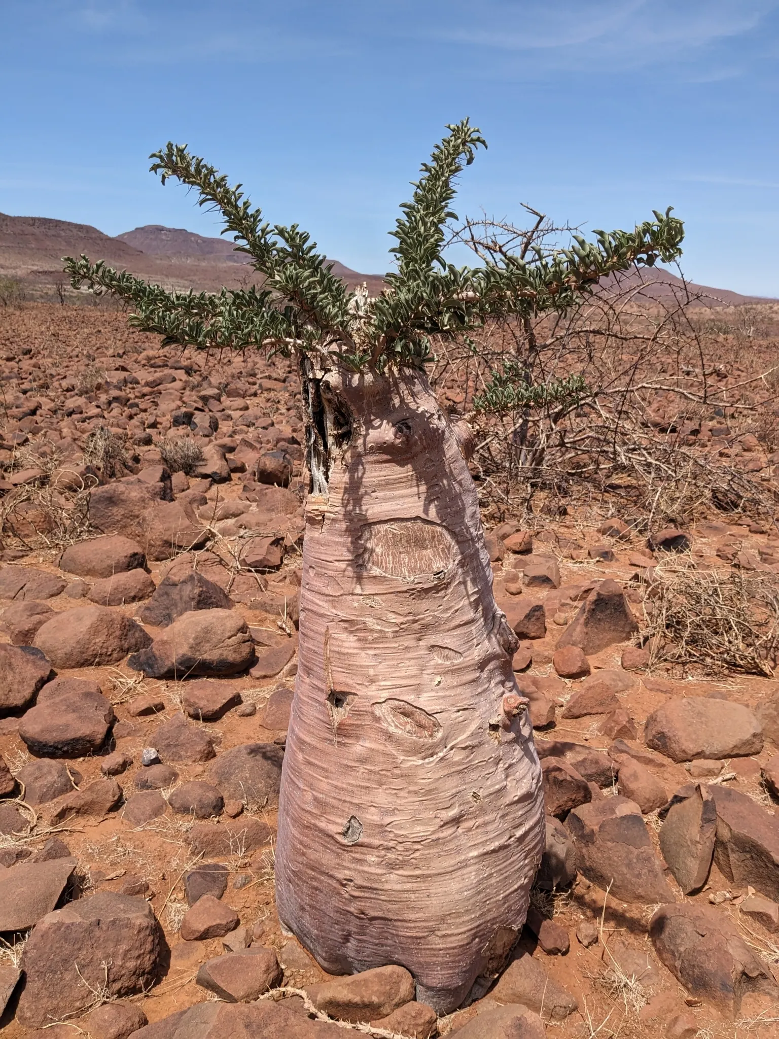 Bottle Tree (Brachychiton Populneus) — tree with red blooms; decorative touch.<br><br>It thrives in USDA hardiness zones 9 to 11